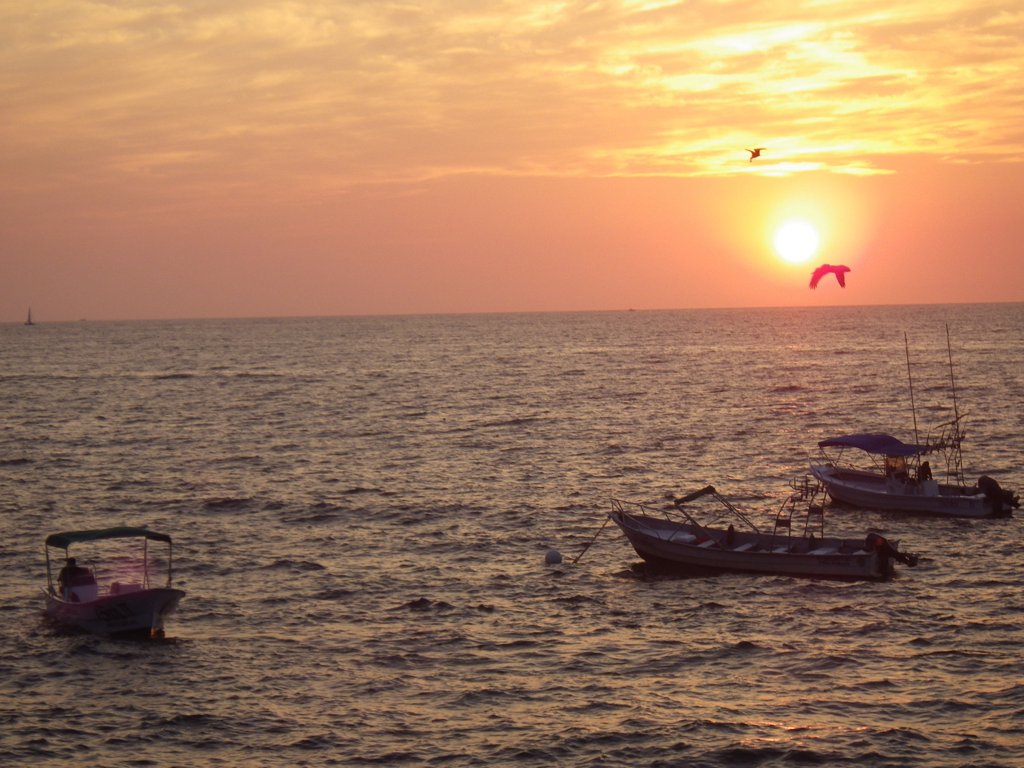 Pentax Optio WG-2 sample photo. Birds & sea photography