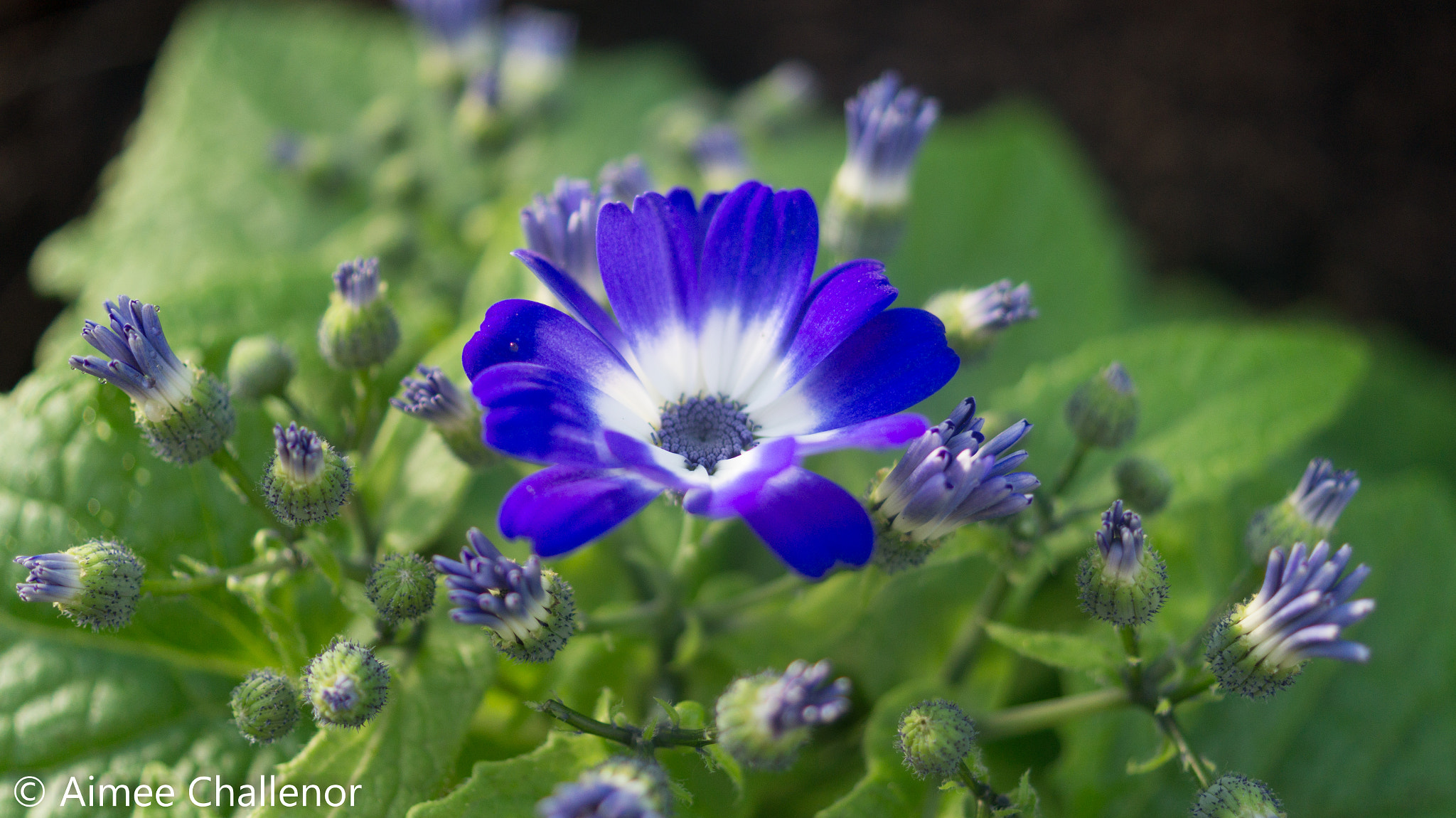 Sony SLT-A58 + Sony DT 30mm F2.8 Macro SAM sample photo. Duthie purple photography
