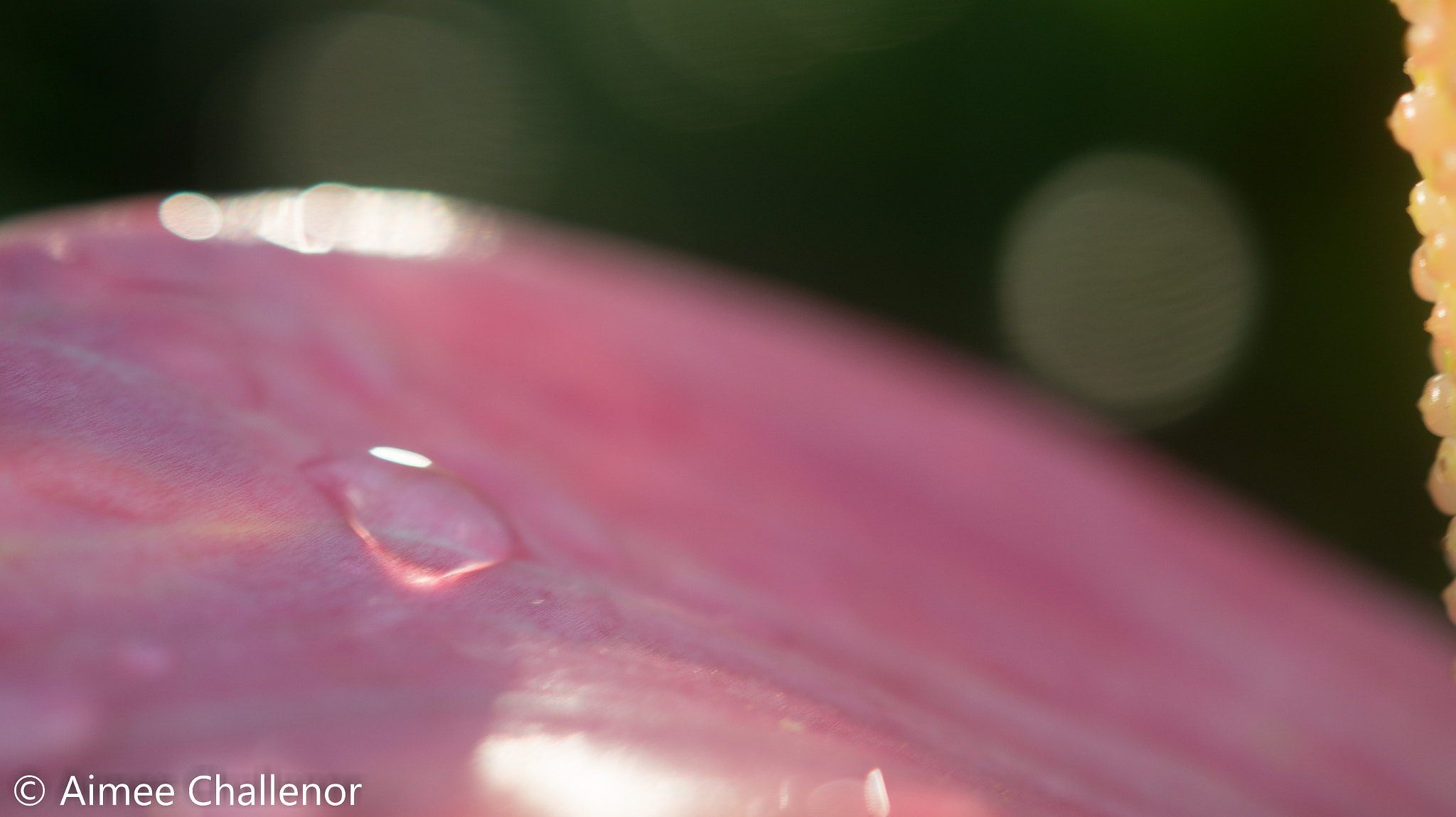 Sony SLT-A58 sample photo. Water on leaf photography