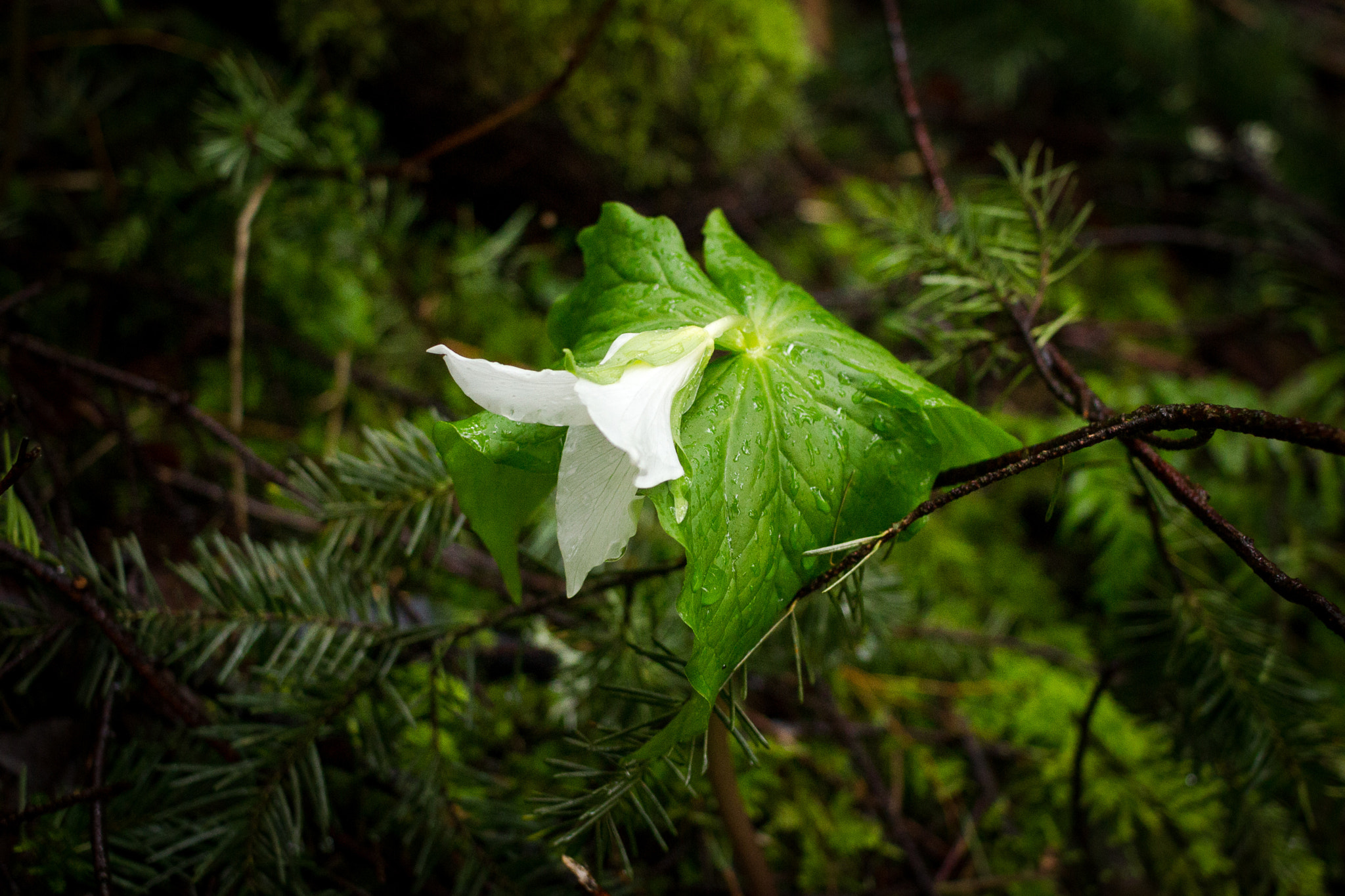 Canon EF-S 24mm F2.8 STM sample photo. Green photography