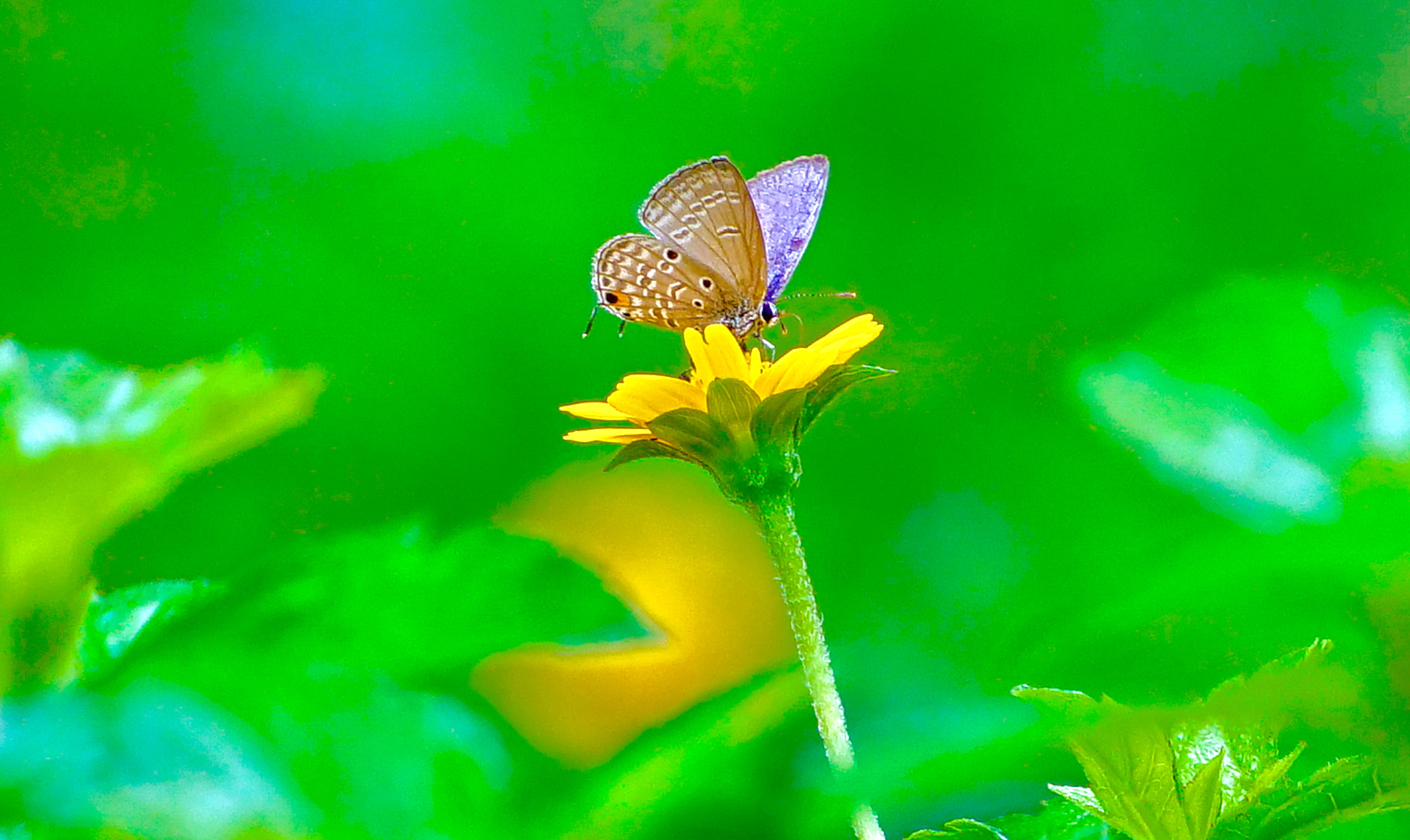 Sony a7R II sample photo. Green and butterfly photography