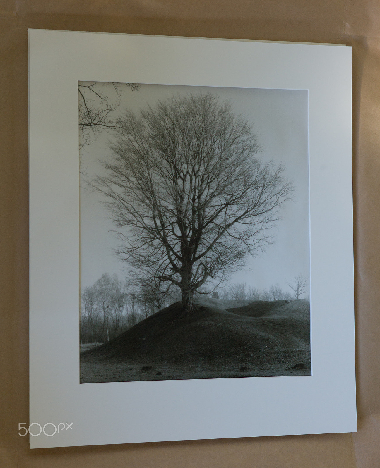Leica M9 + Summicron-M 50mm f/2 (III) sample photo. Oak tree photography