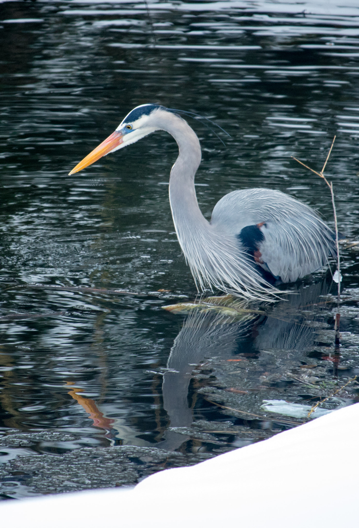 Canon EF-S 55-250mm F4-5.6 IS STM sample photo. Crane winter reflection photography