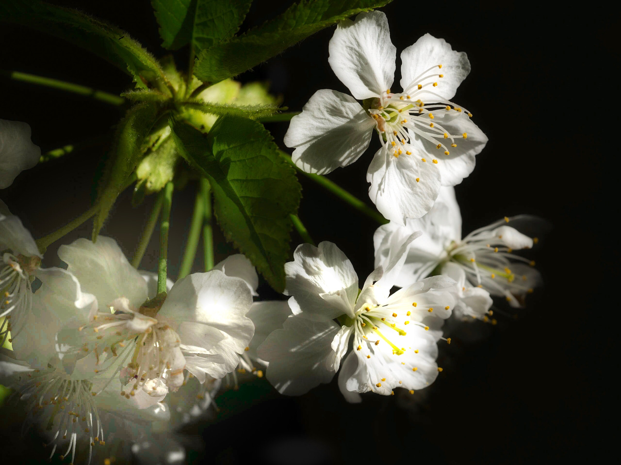 Panasonic Lumix DMC-GX8 + Olympus M.Zuiko Digital ED 60mm F2.8 Macro sample photo. Cherry blossoms photography