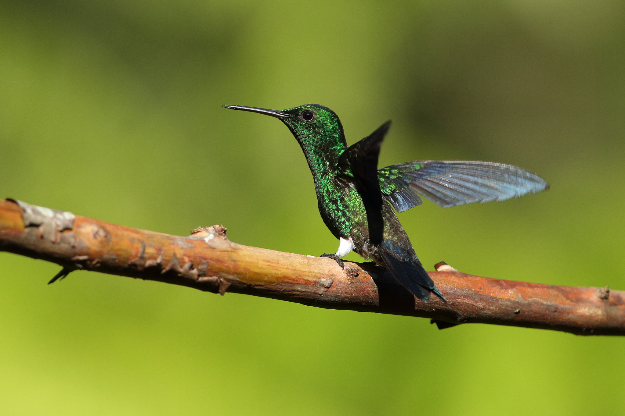 Canon EOS 70D sample photo. Western emerald - chlorostilbon melanorhynchus photography