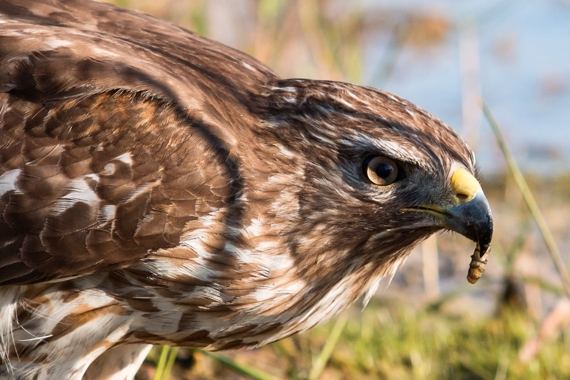 Canon EF 70-200mm F2.8L USM sample photo. Falcon eating photography