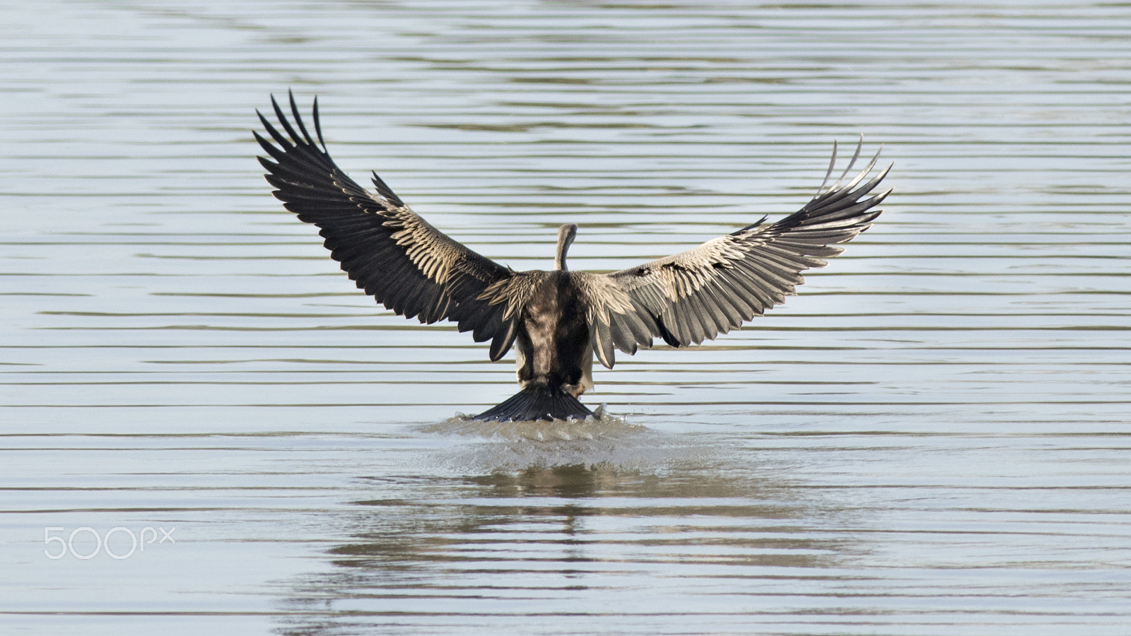 Canon EOS 80D + Canon EF 400mm F5.6L USM sample photo. Darter - landing photography