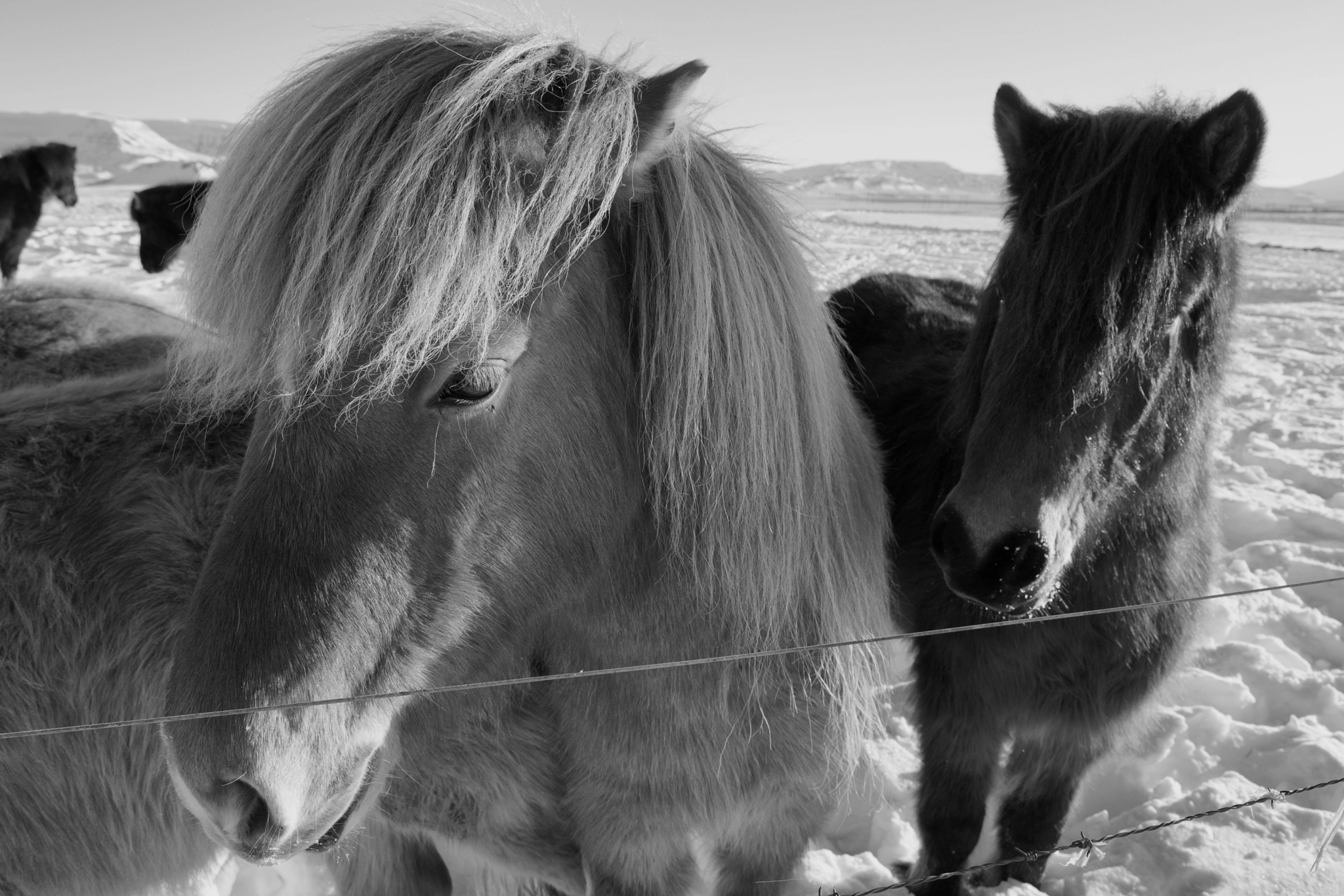 Nikon D7200 sample photo. Icelandic ponies bw photography