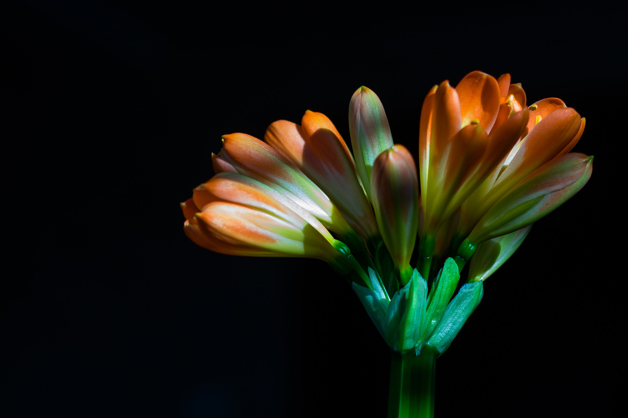 Sony a7R + Sony Sonnar T* FE 55mm F1.8 ZA sample photo. The buds are bursting...... photography