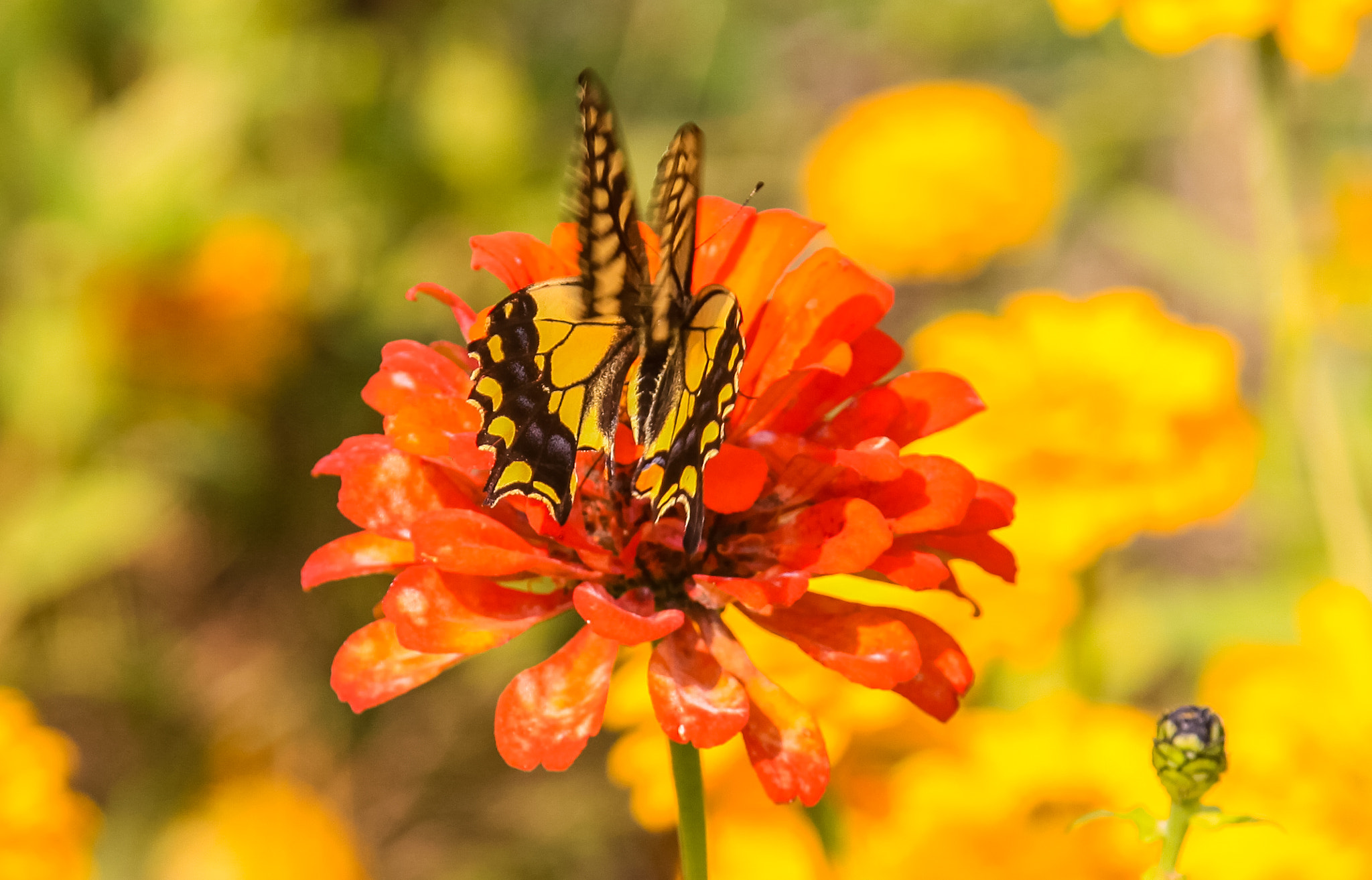 Canon EOS 50D + Canon EF 24-105mm F4L IS USM sample photo. Butterfly&flower photography