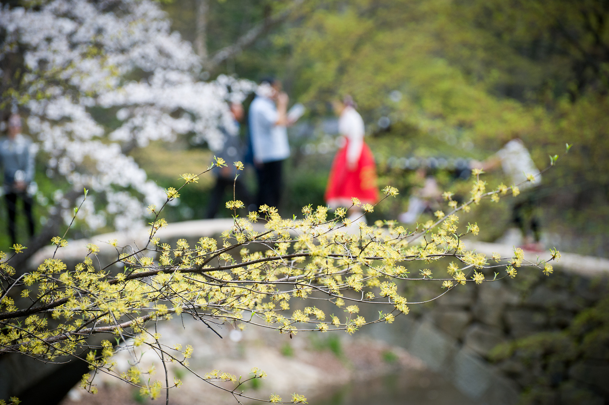 Nikon D700 sample photo. Spring comes photography