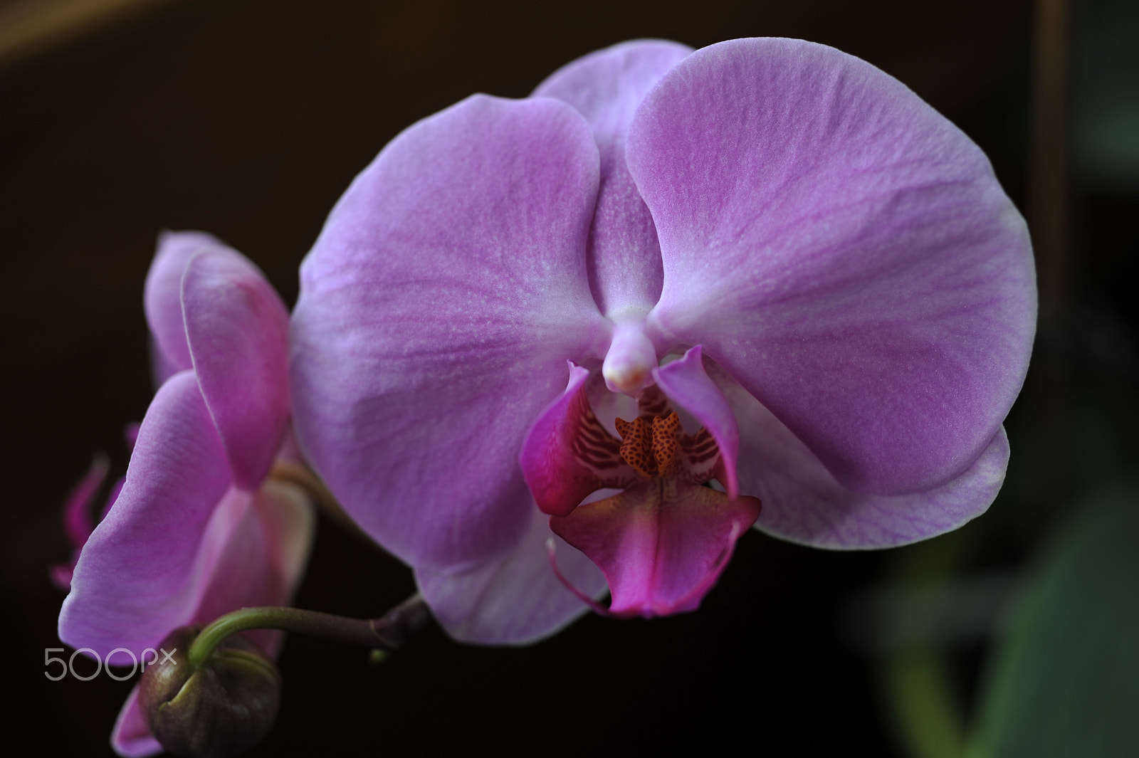 AF Micro-Nikkor 55mm f/2.8 sample photo. Orchid photography
