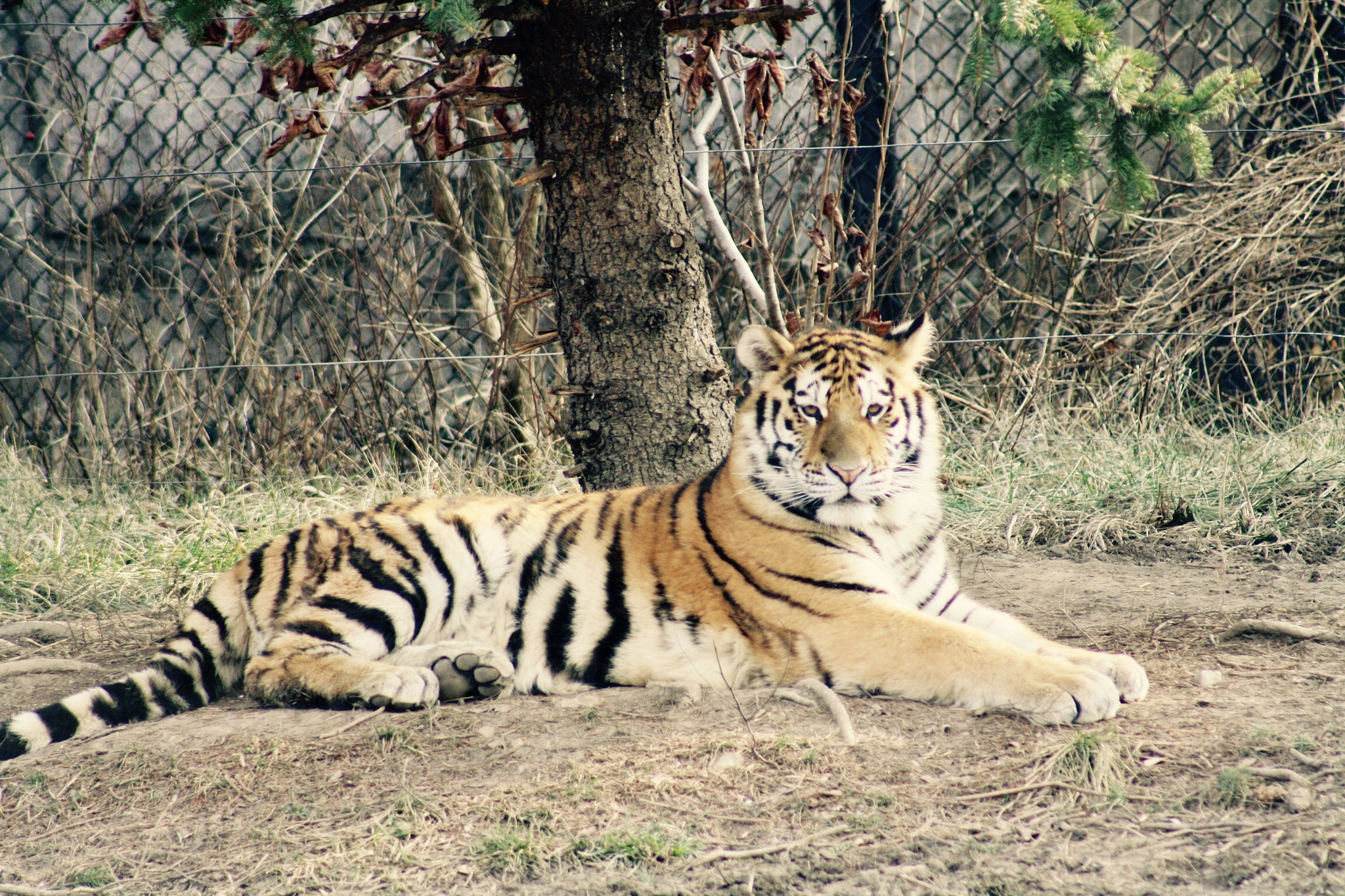 EF75-300mm f/4-5.6 sample photo. Eye of the tiger photography