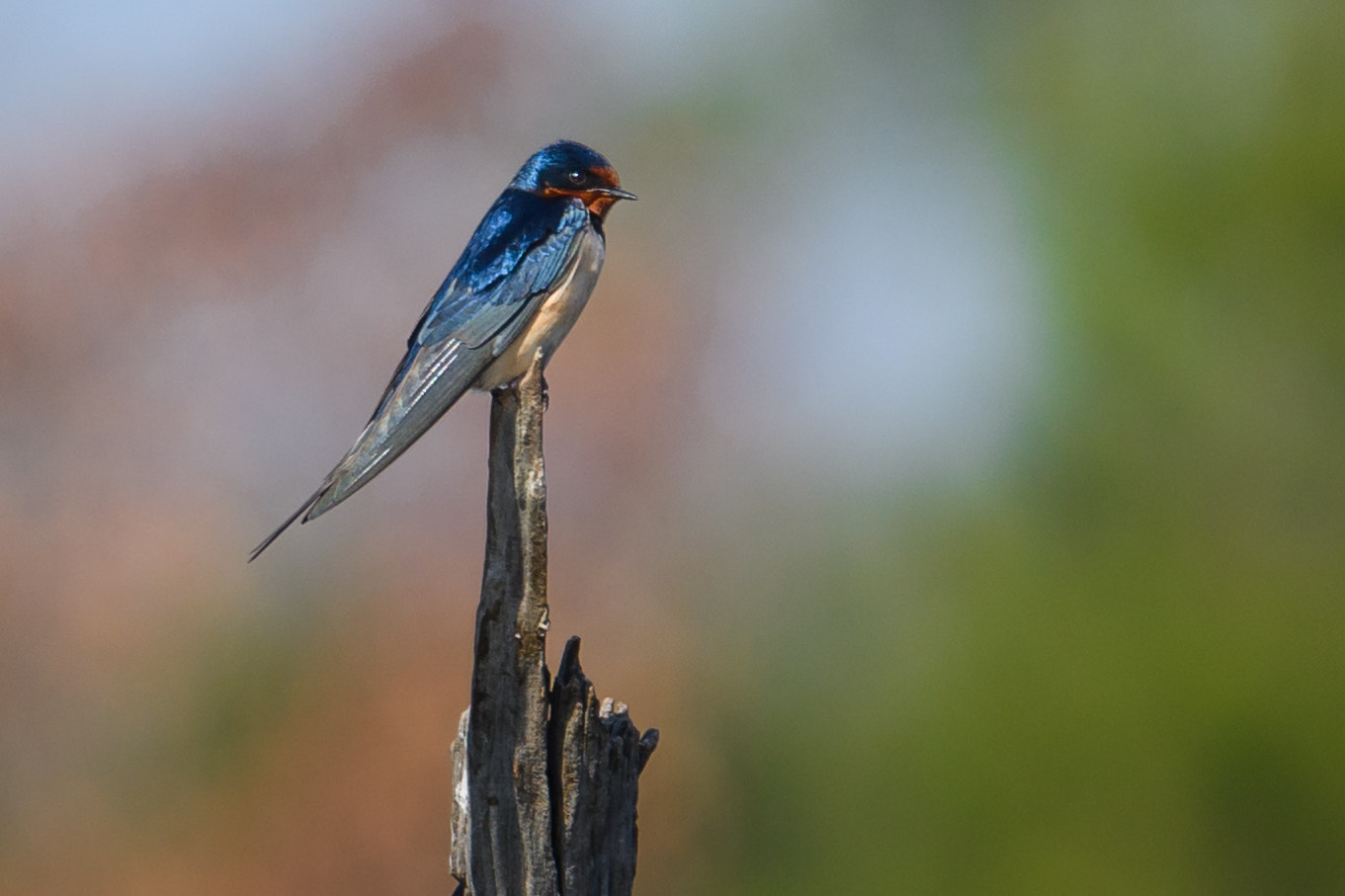 Nikon D500 + Sigma 50mm F2.8 EX DG Macro sample photo. Barn swallow photography