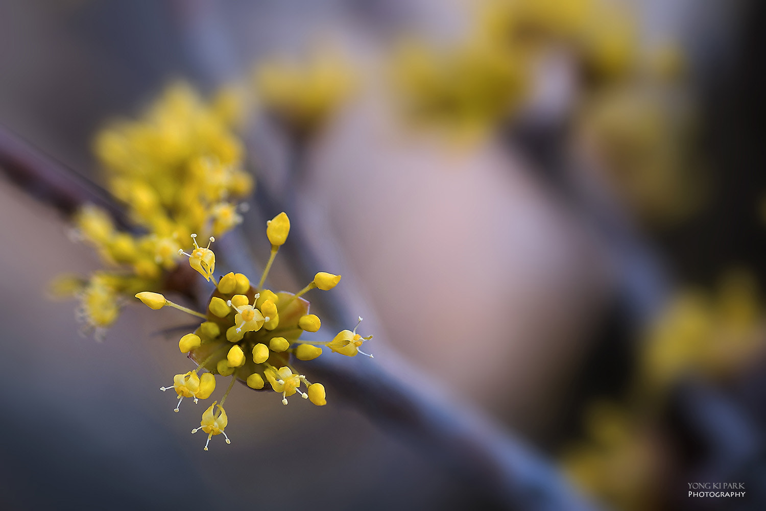 Pentax K-1 sample photo. Opening of the spring-7 photography