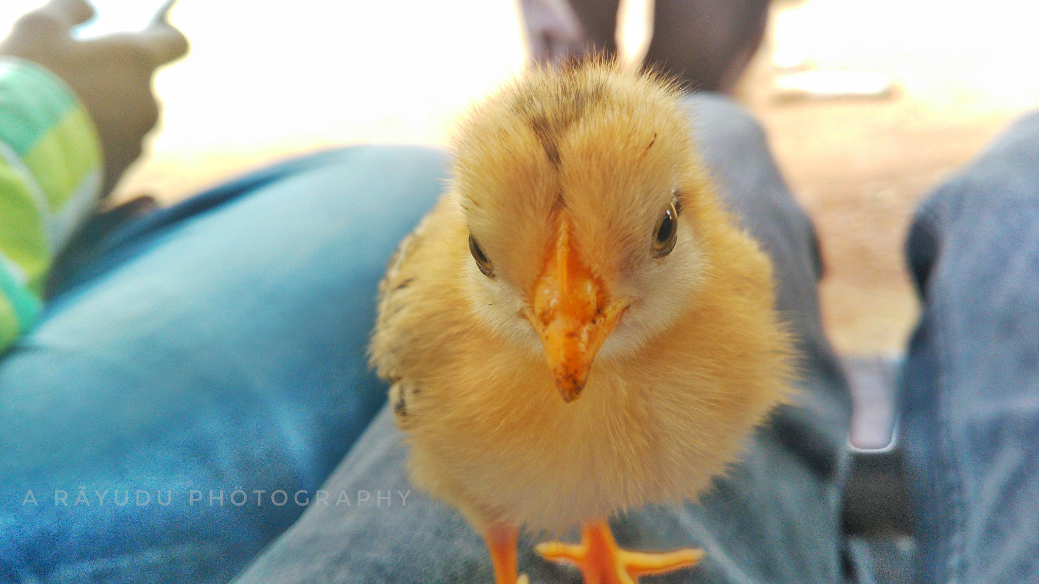 HUAWEI Che1-L04 sample photo. Baby chick photography