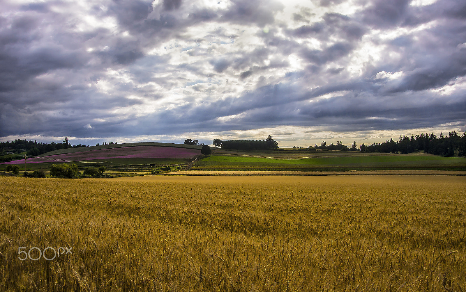 Pentax K-5 sample photo. Valley wheat photography