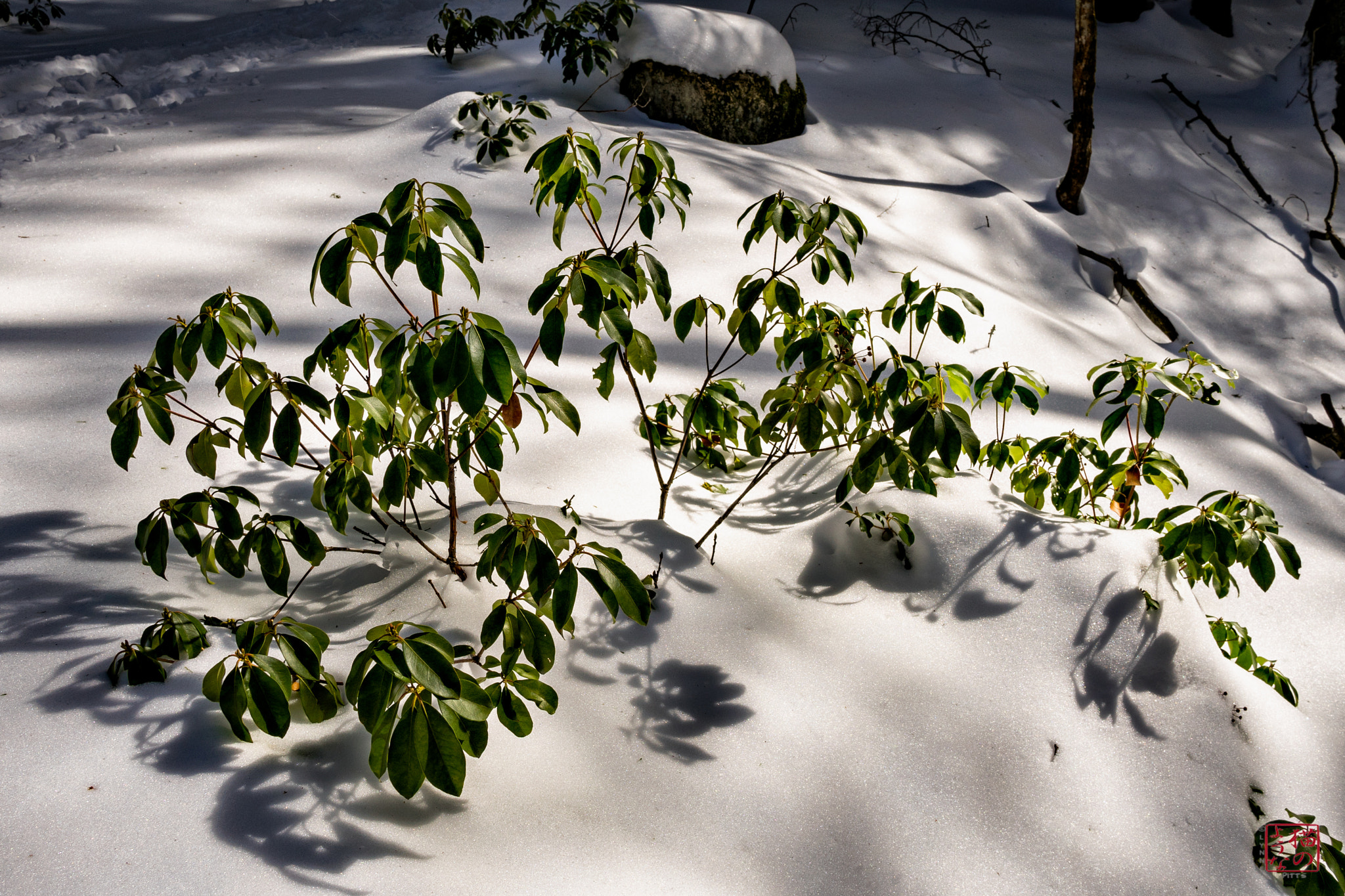 Sony a7 + Sony Sonnar T* E 24mm F1.8 ZA sample photo. Laurel shadows photography