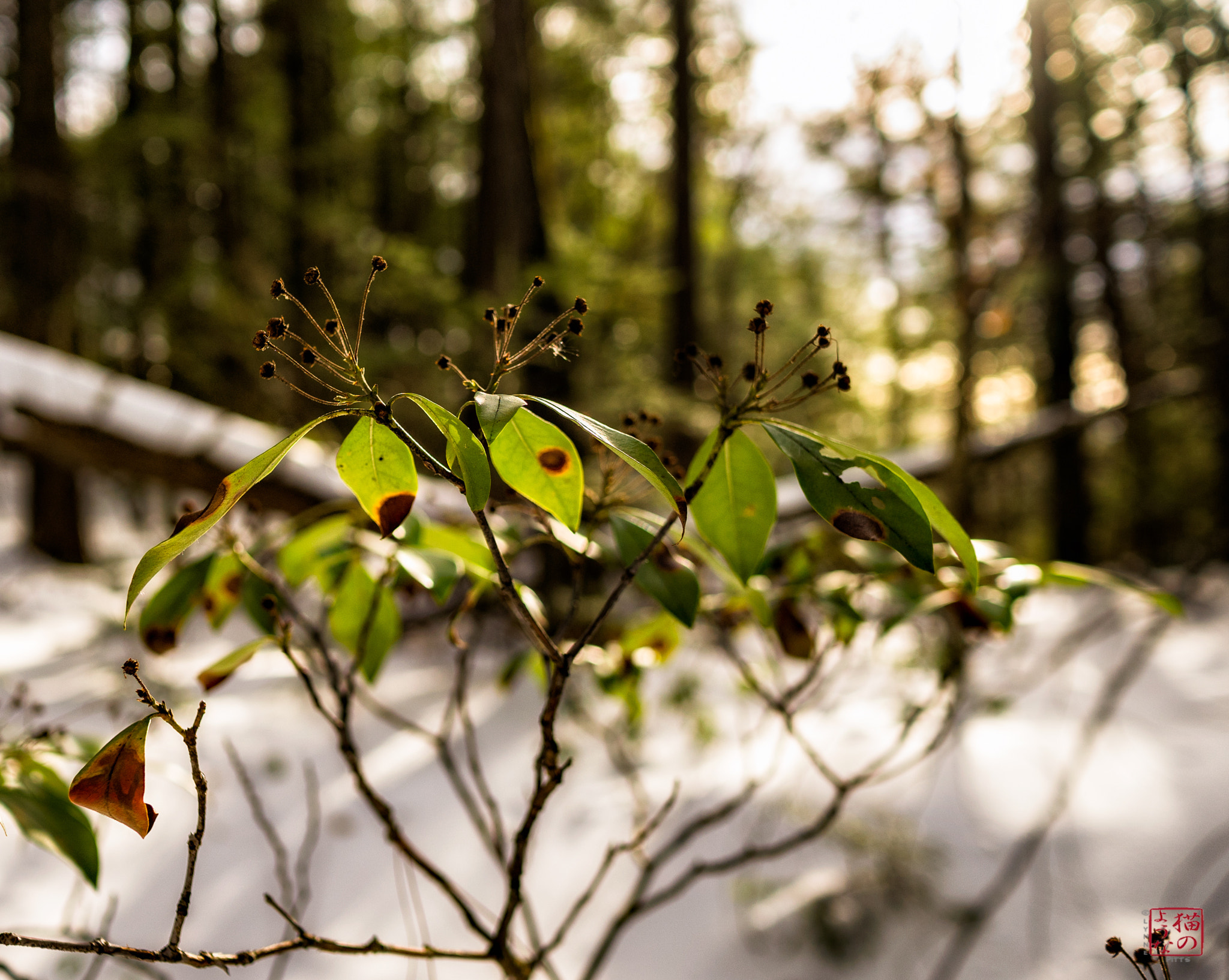 Sony a7 + Sony Sonnar T* E 24mm F1.8 ZA sample photo. Warming trend photography