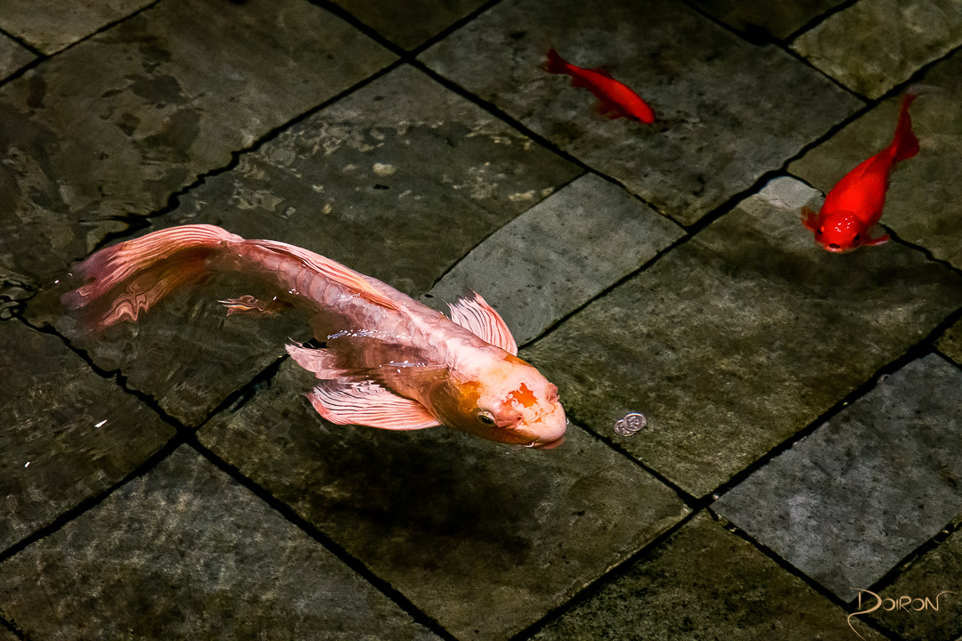 Nikon D7200 sample photo. Big goldfish photography