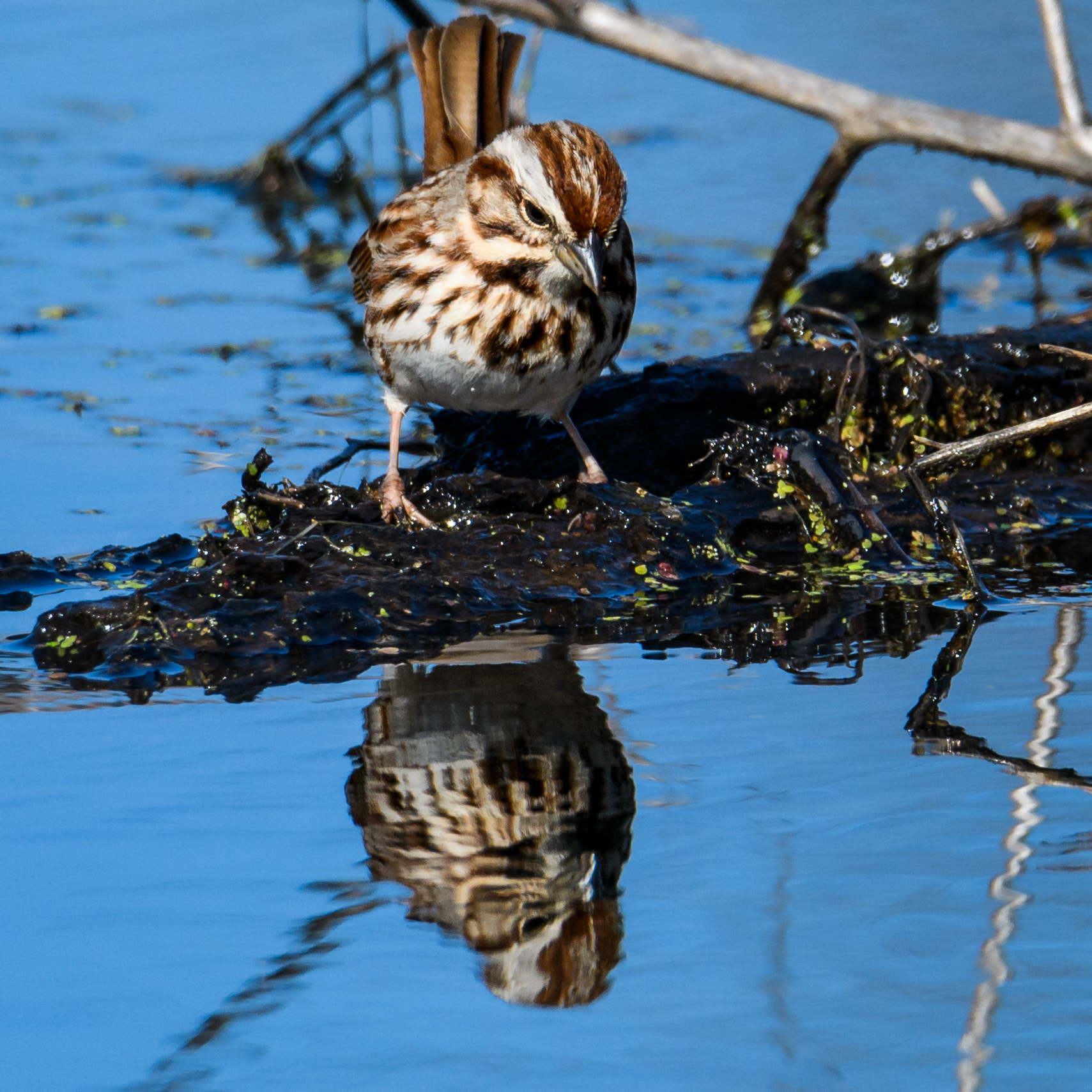 Nikon D500 + Sigma 50mm F2.8 EX DG Macro sample photo. Song sparrow photography