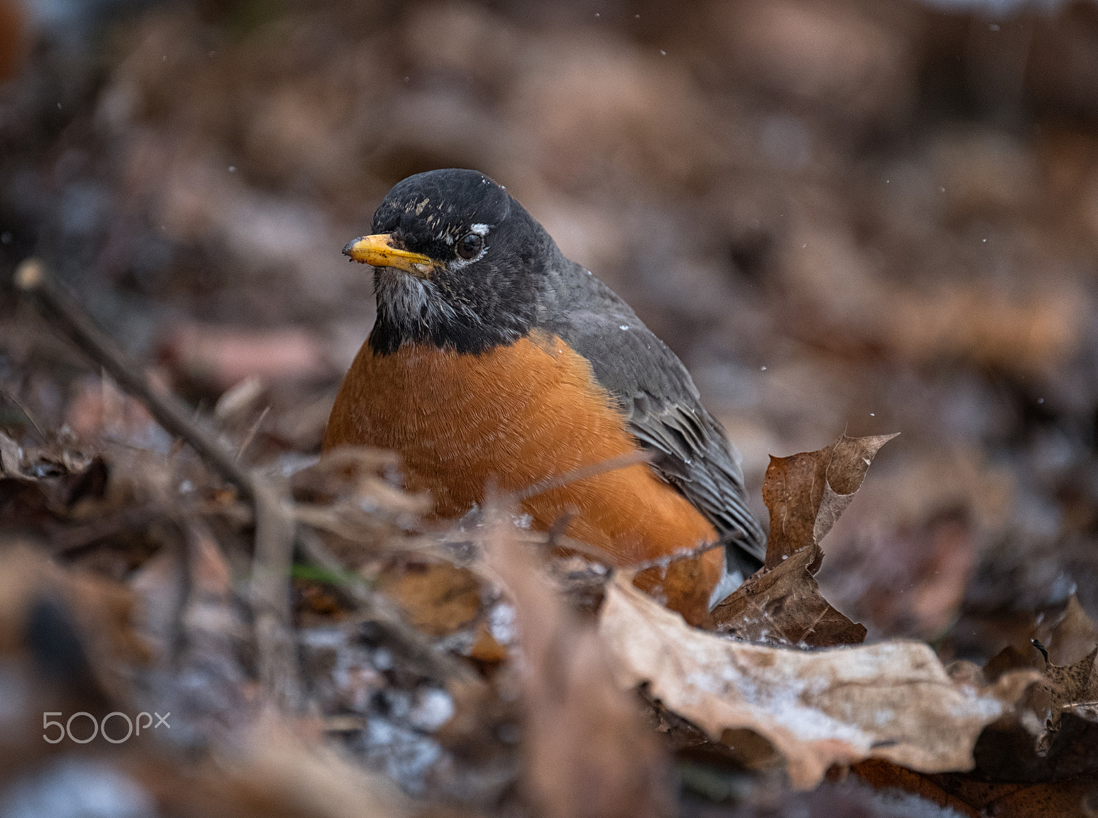 Fujifilm X-T2 + Fujifilm XF 100-400mm F4.5-5.6 R LM OIS WR sample photo. Rockin' robin photography