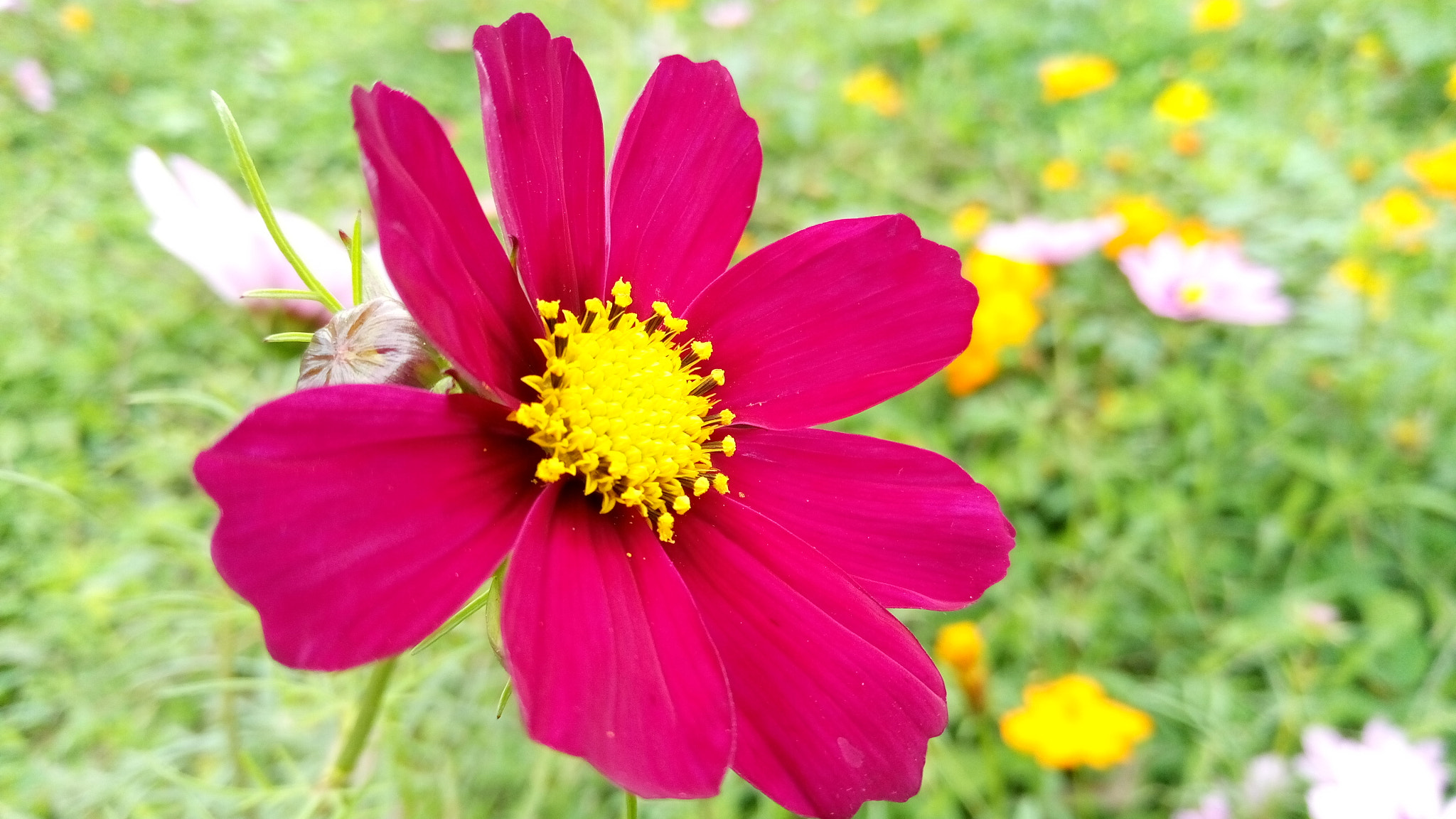 Meizu M3s sample photo. 花海之中一朵红 photography