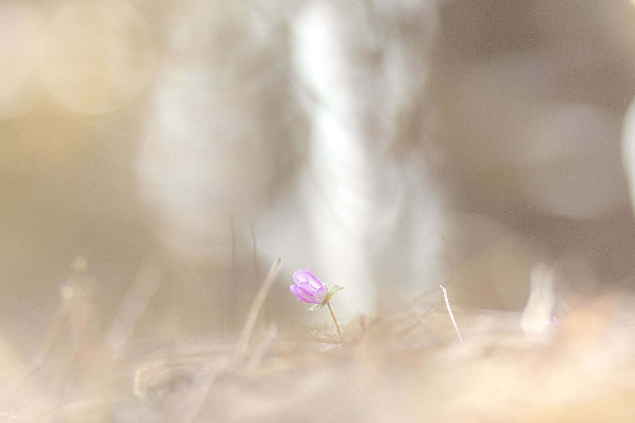 Canon EOS 70D + Canon EF 200mm F2.8L II USM sample photo. Hepatica photography