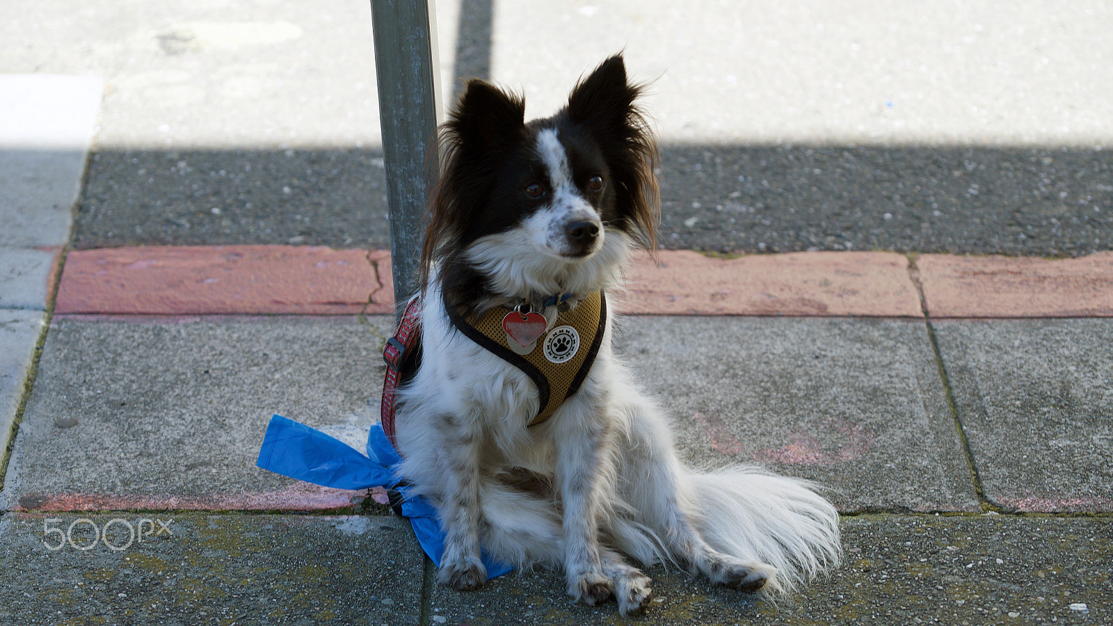 Sony a7S II + Sony FE 70-200mm F4 G OSS sample photo. My buddy photography