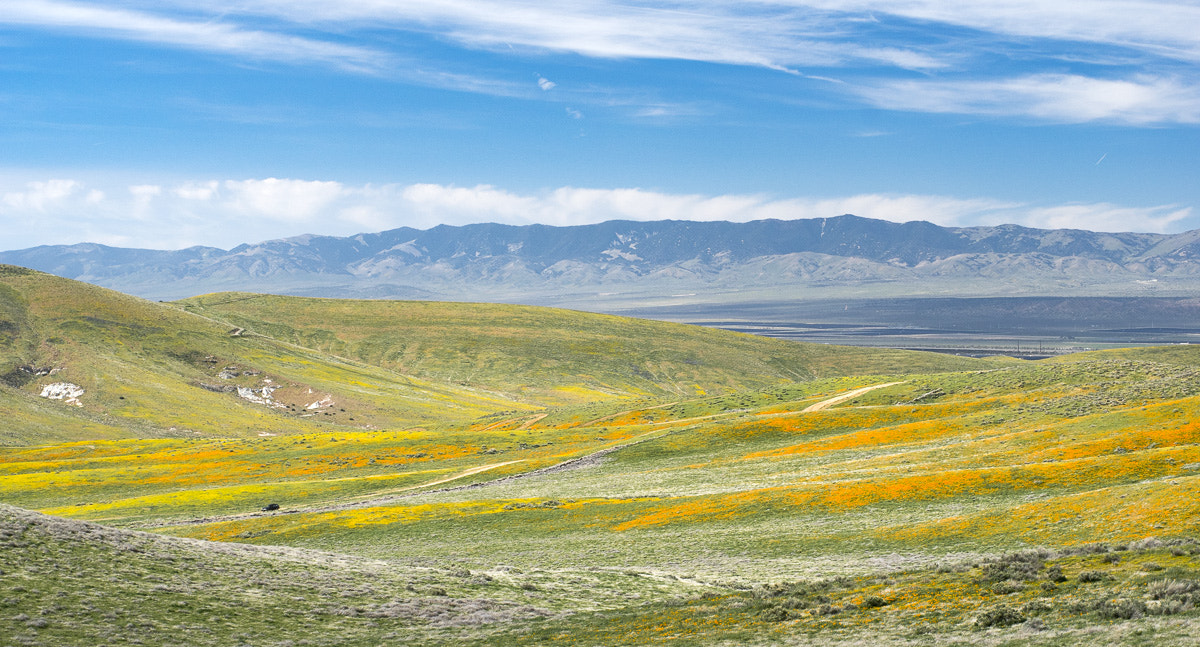 Pentax K-3 + Pentax smc FA 50mm F1.4 sample photo. Antelope valley photography