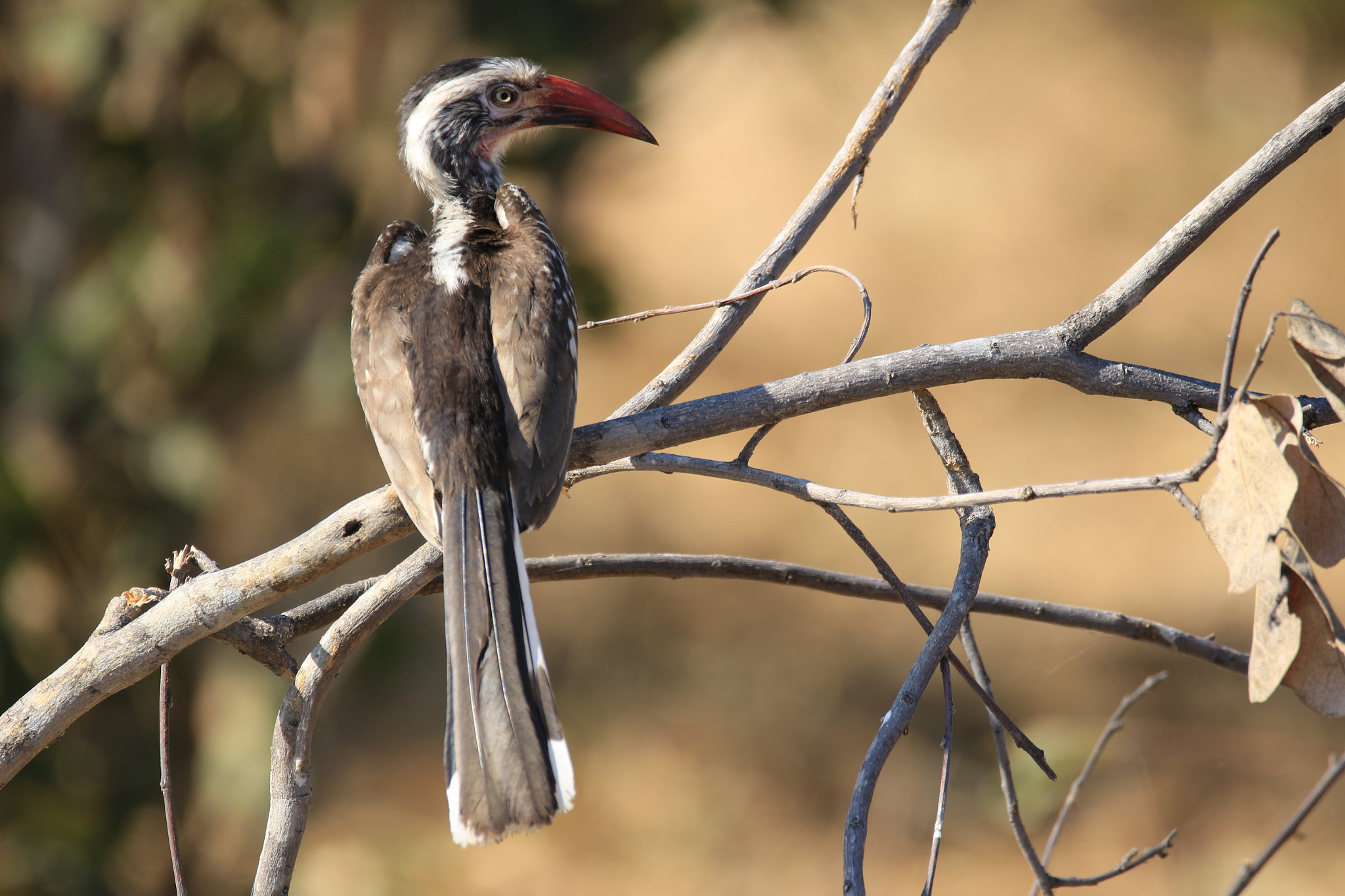 Sigma 150-600mm F5-6.3 DG OS HSM | C sample photo