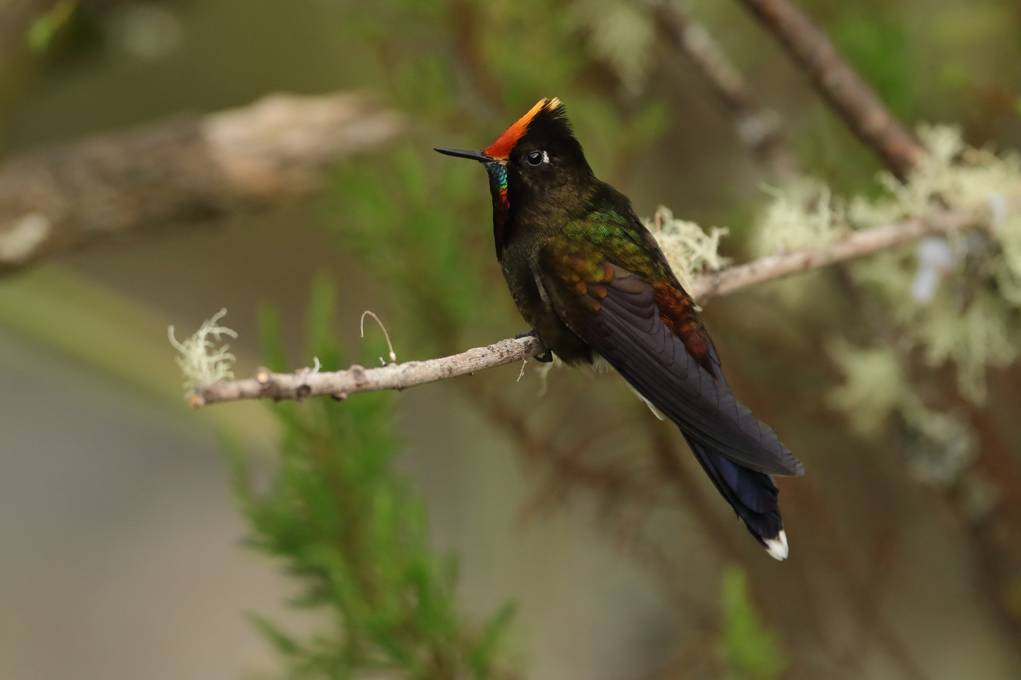 Canon EF 300mm F2.8L IS USM sample photo. Rainbow-bearded thornbil - pico espina arco iris photography