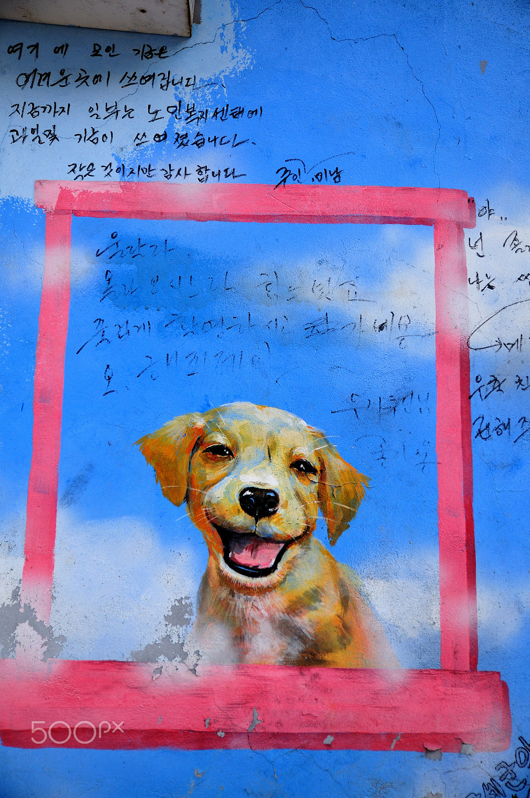 Nikon D300 sample photo. Dog smile photography
