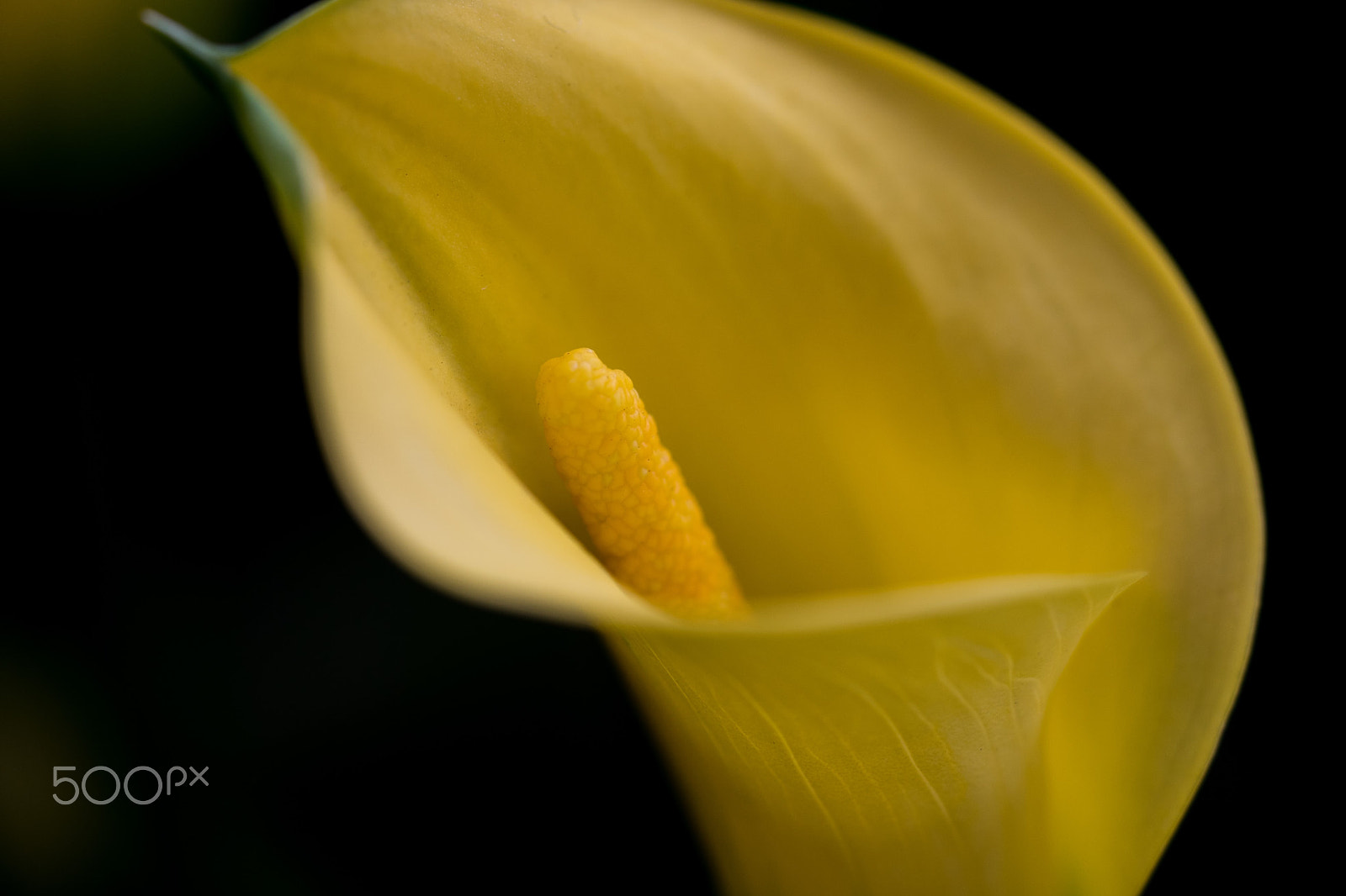 Sony a7 II + Sony FE 90mm F2.8 Macro G OSS sample photo. Calla photography