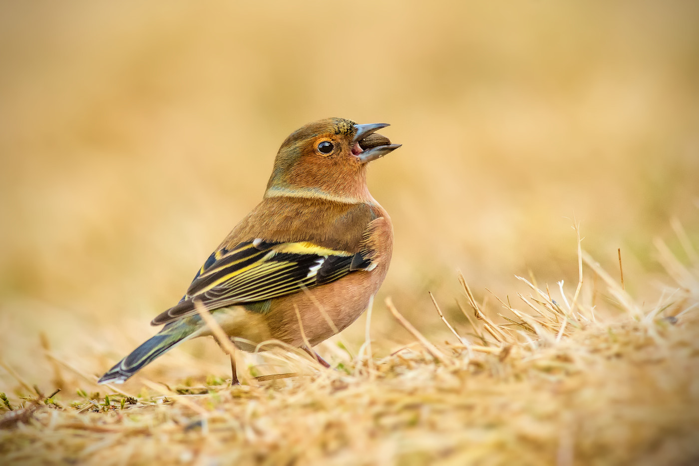 Nikon AF-S Nikkor 300mm F2.8G ED VR II sample photo. Common chaffinch ... photography