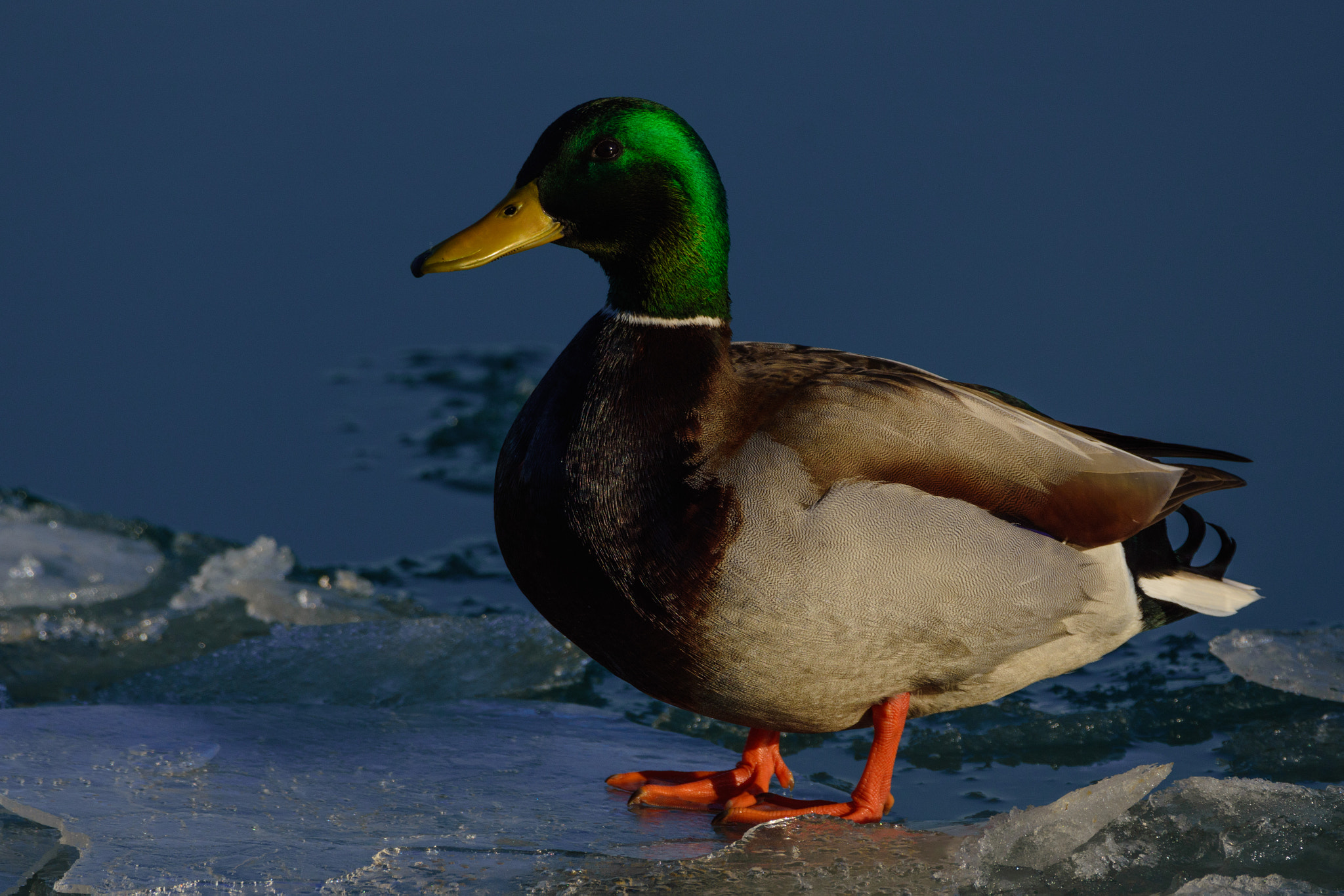 Nikon D7200 + Sigma 150-600mm F5-6.3 DG OS HSM | C sample photo. Mallard on ice photography