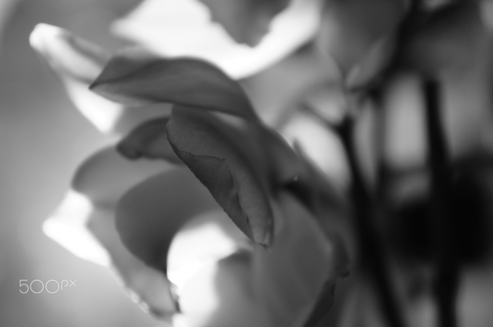 Sony E 18-55mm F3.5-5.6 OSS sample photo. Orchid photography
