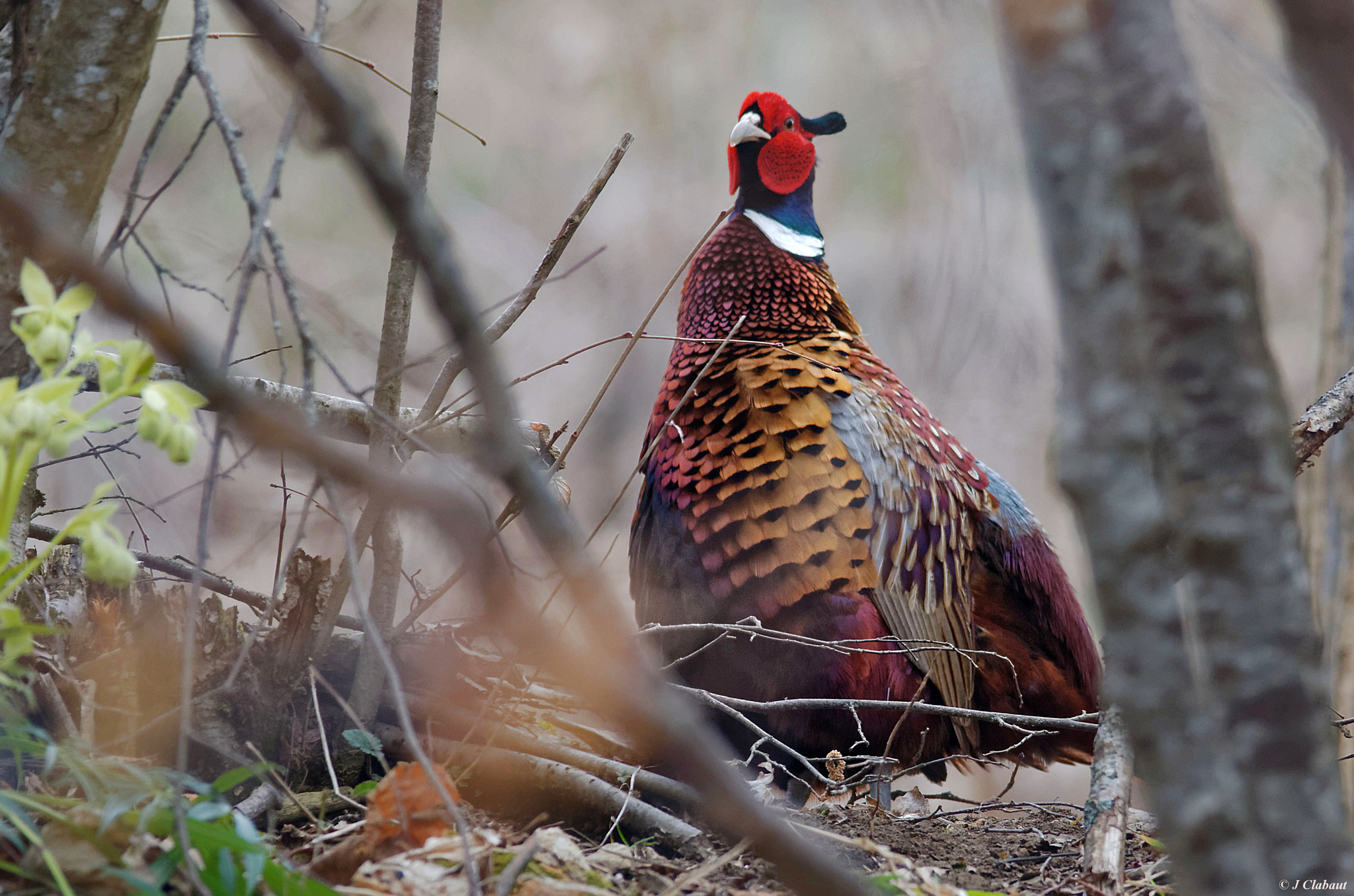 Pentax K-5 + Sigma 150-500mm F5-6.3 DG OS HSM sample photo. Faisan de colchide photography