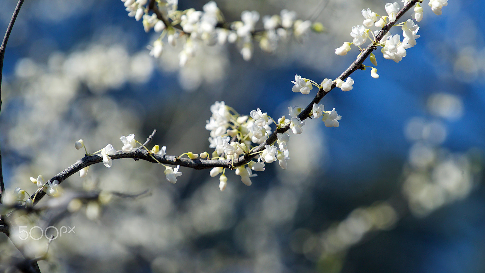 Sony FE 70-200mm F4 G OSS sample photo. My dreams are always a world away 0318 photography