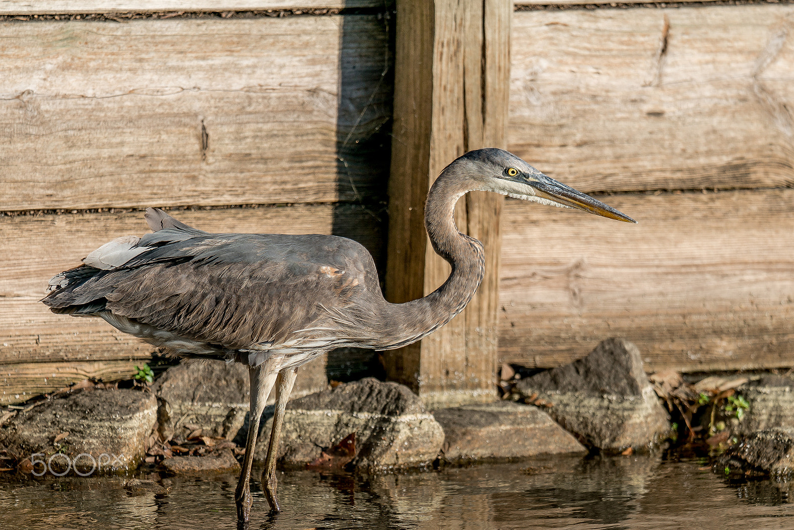 Sony FE 70-200mm F2.8 GM OSS sample photo. On the hunt photography