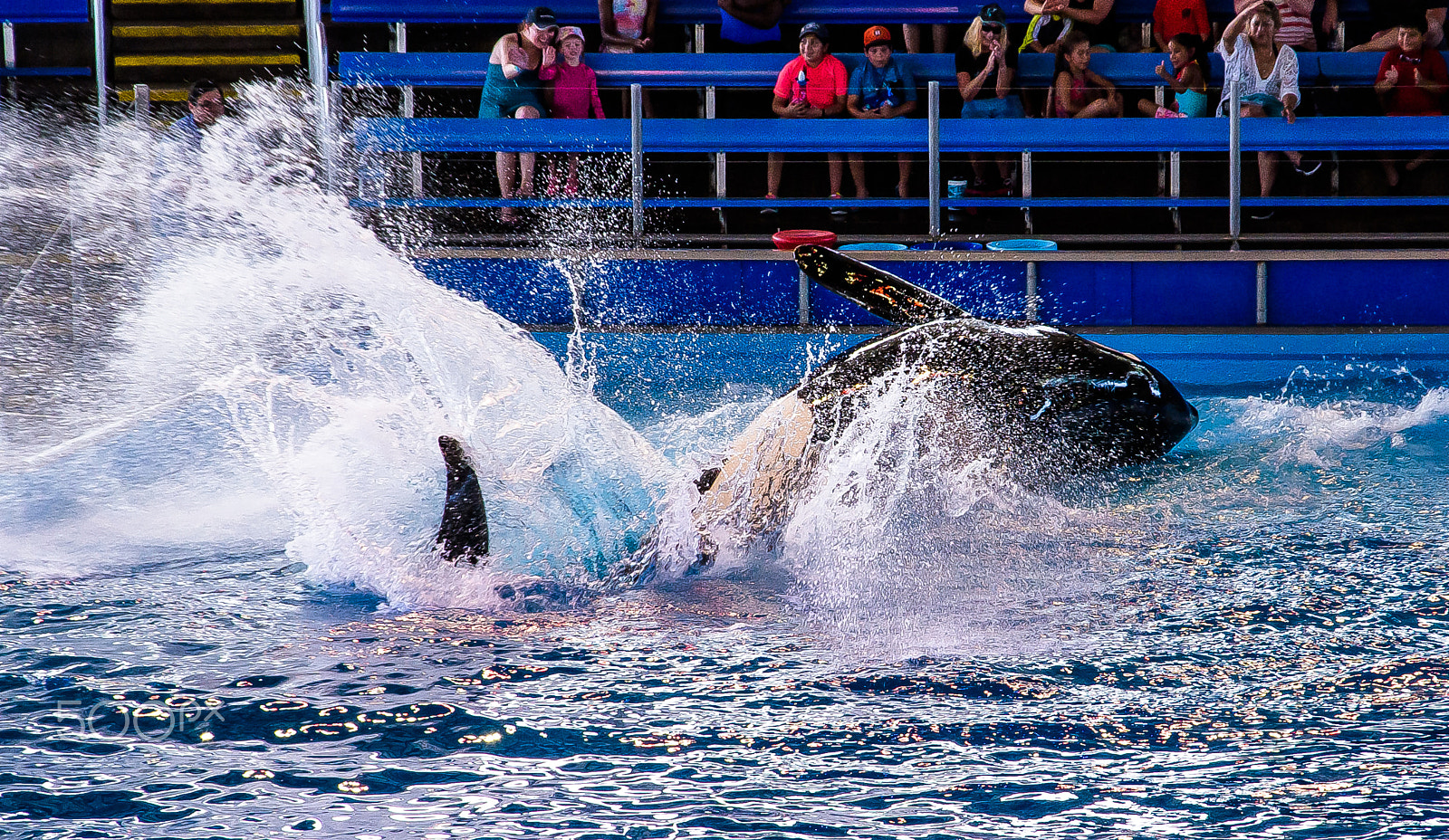 Nikon D810 + Nikon AF-S DX Nikkor 18-105mm F3.5-5.6G ED VR sample photo. A whale about to perform its act!! photography