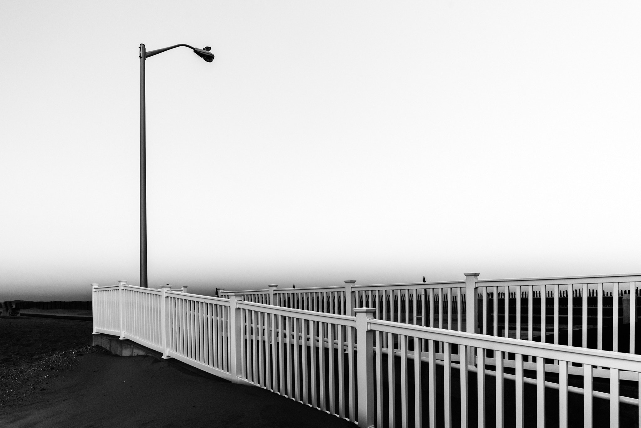 Nikon D750 + Nikon AF-S Nikkor 20mm F1.8G ED sample photo. While walking on manasquan inlet beach i saw a bir ... photography