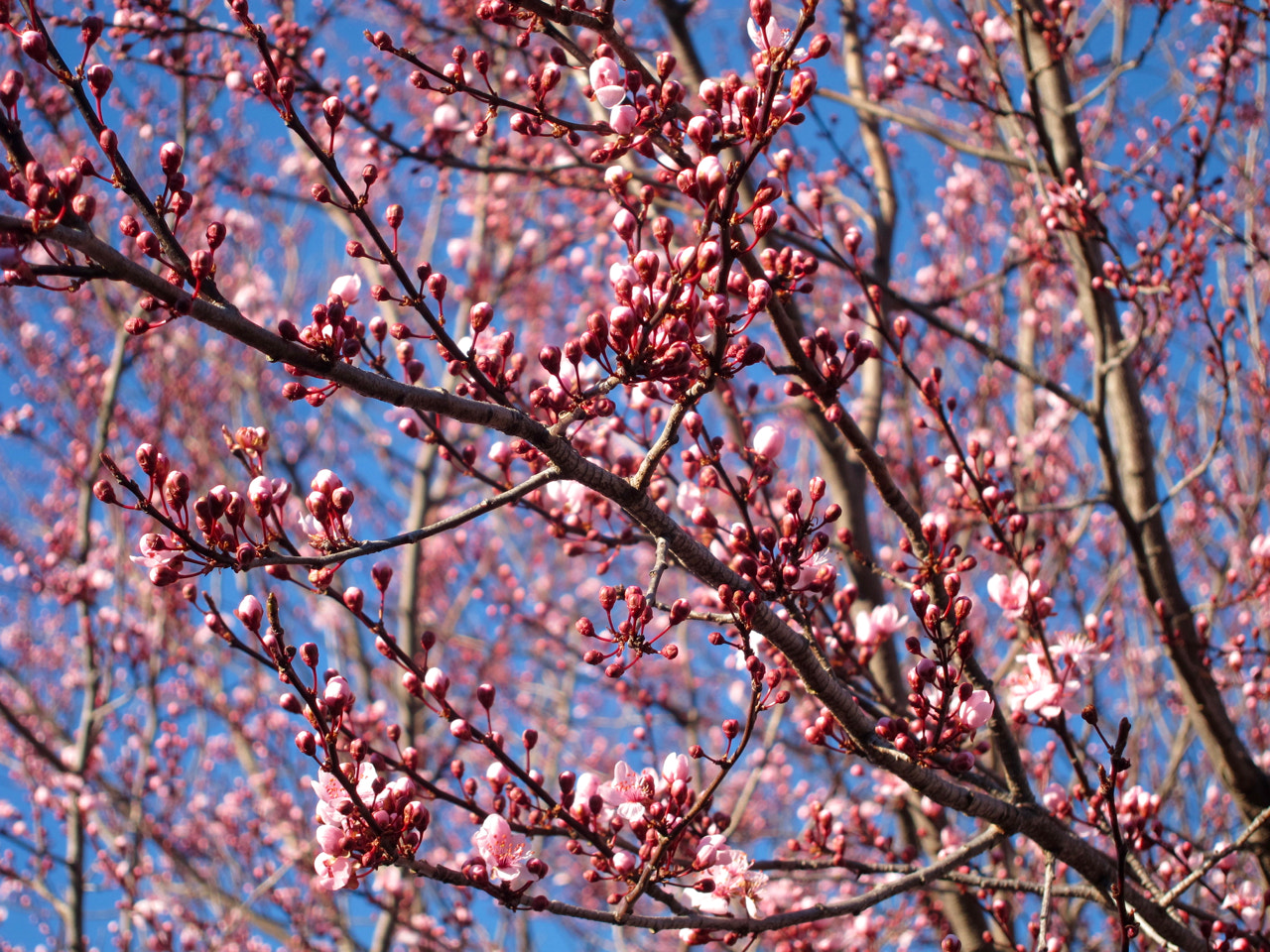 Canon PowerShot S90 sample photo. March blooms photography