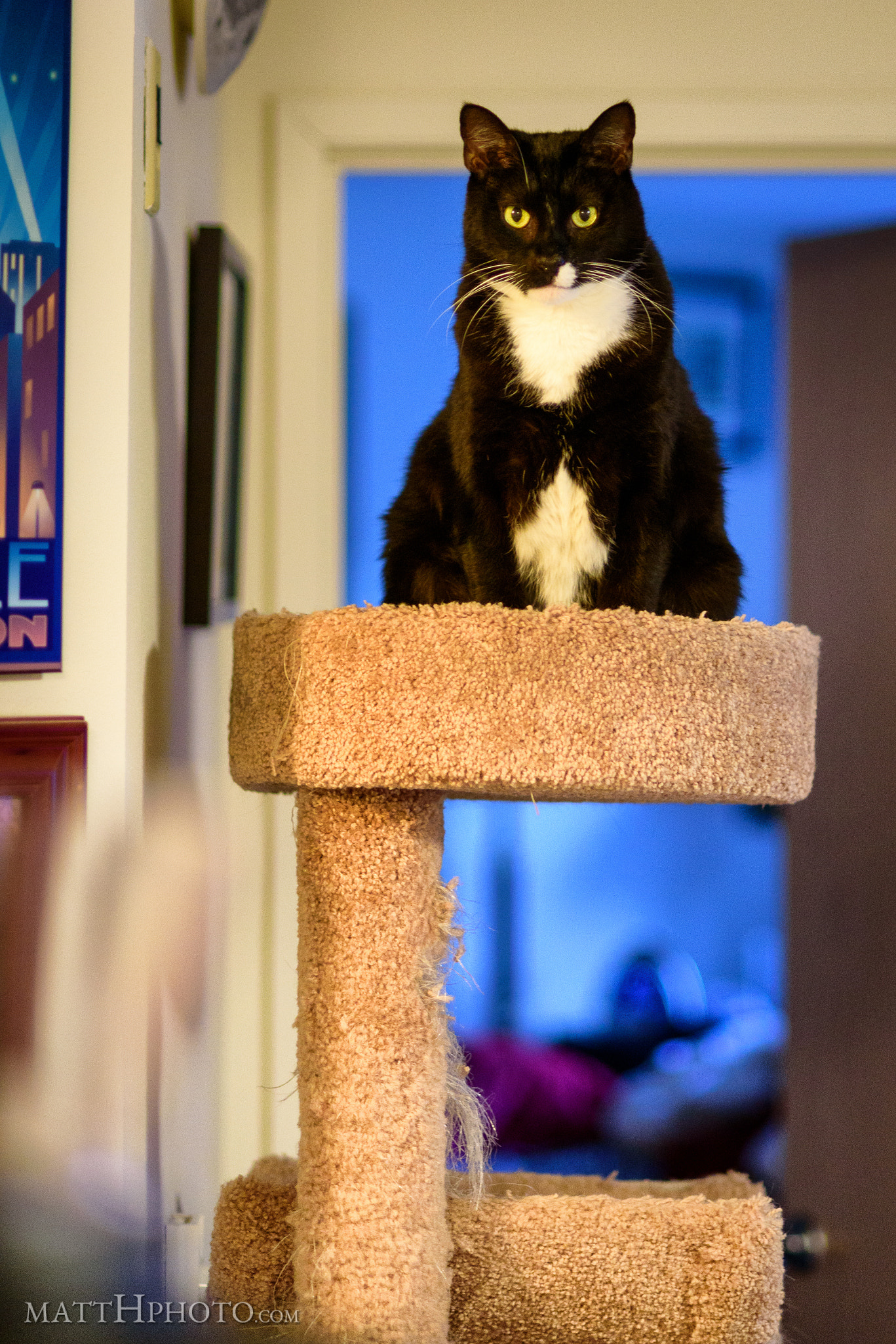 Nikon AF Nikkor 85mm F1.8D sample photo. Top shelf kitty photography
