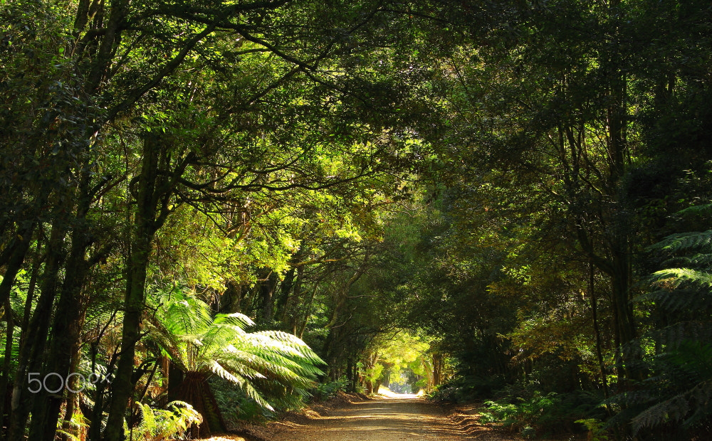 Canon EOS 60D sample photo. Wrights rd , mawbanna #2 photography