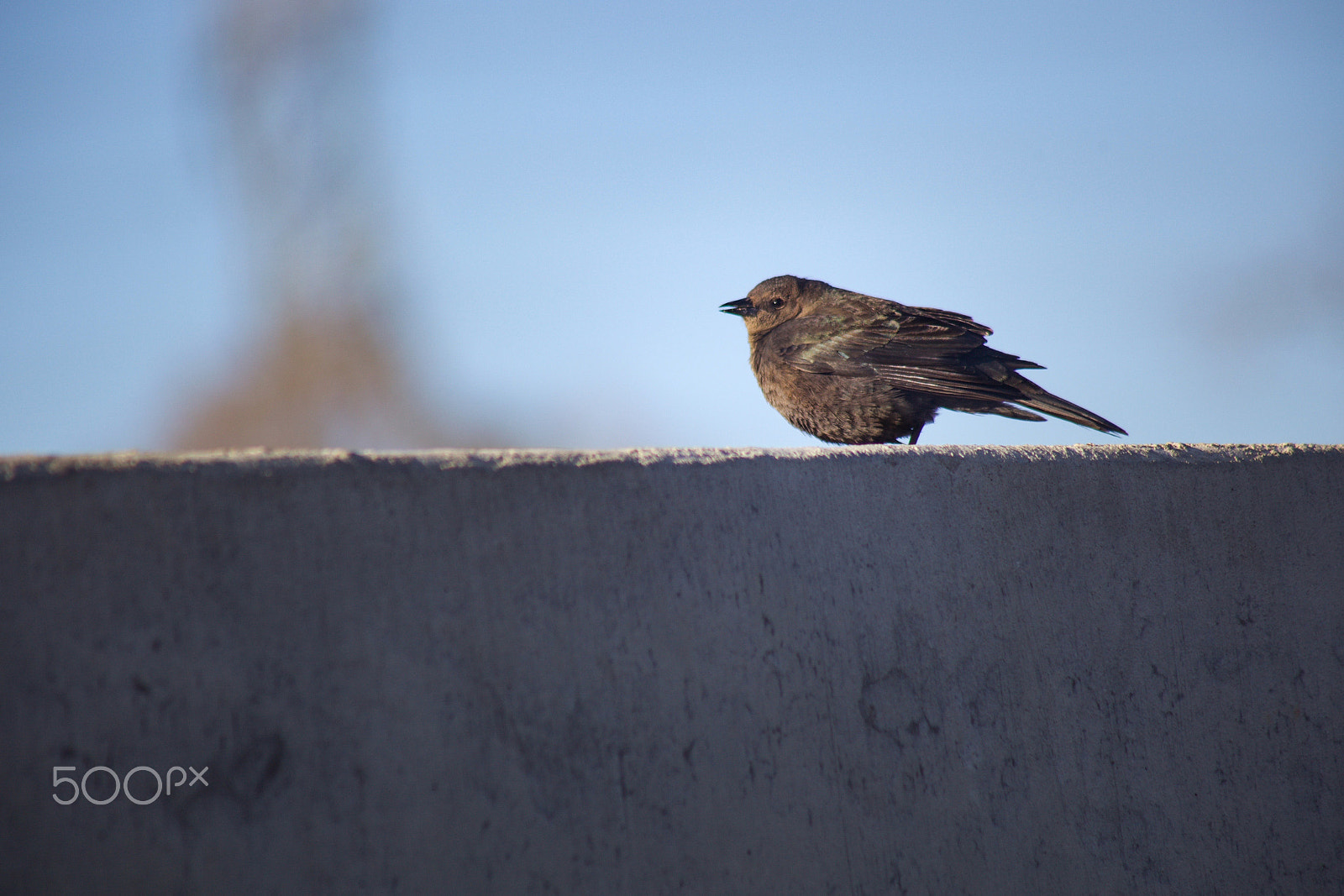 EF75-300mm f/4-5.6 sample photo. Cutie pie photography