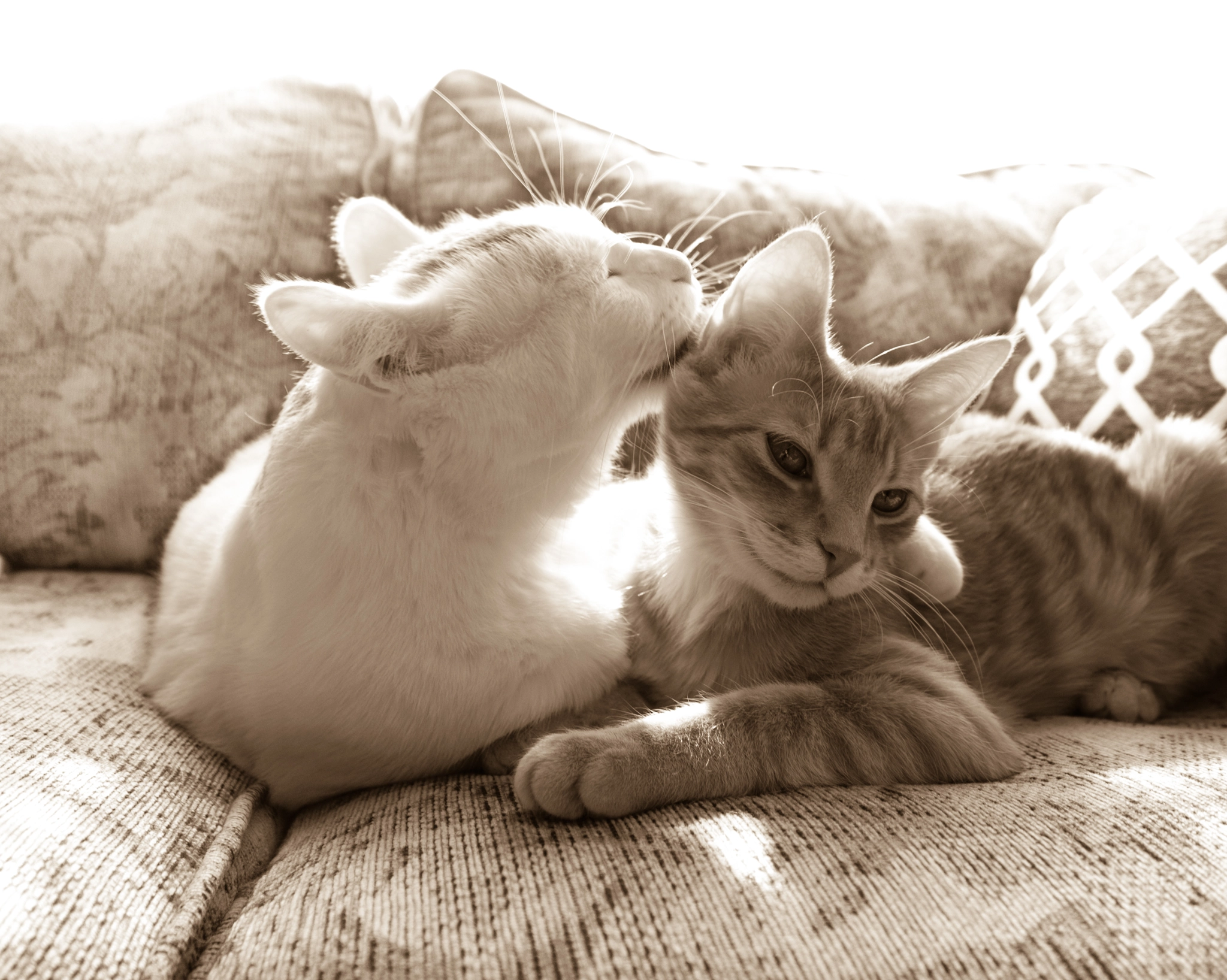 Olympus OM-D E-M1 sample photo. Another bromance photography