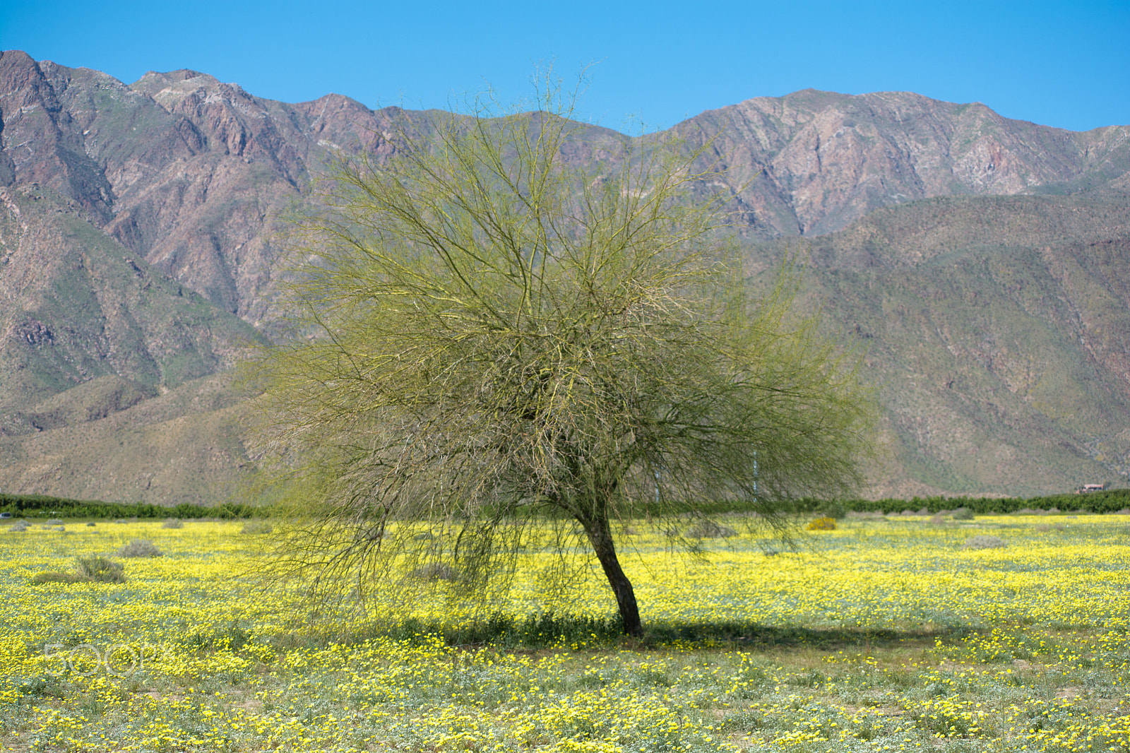 Nikon D7100 + Sigma 70-300mm F4-5.6 DG OS sample photo. Superbloom #4 photography