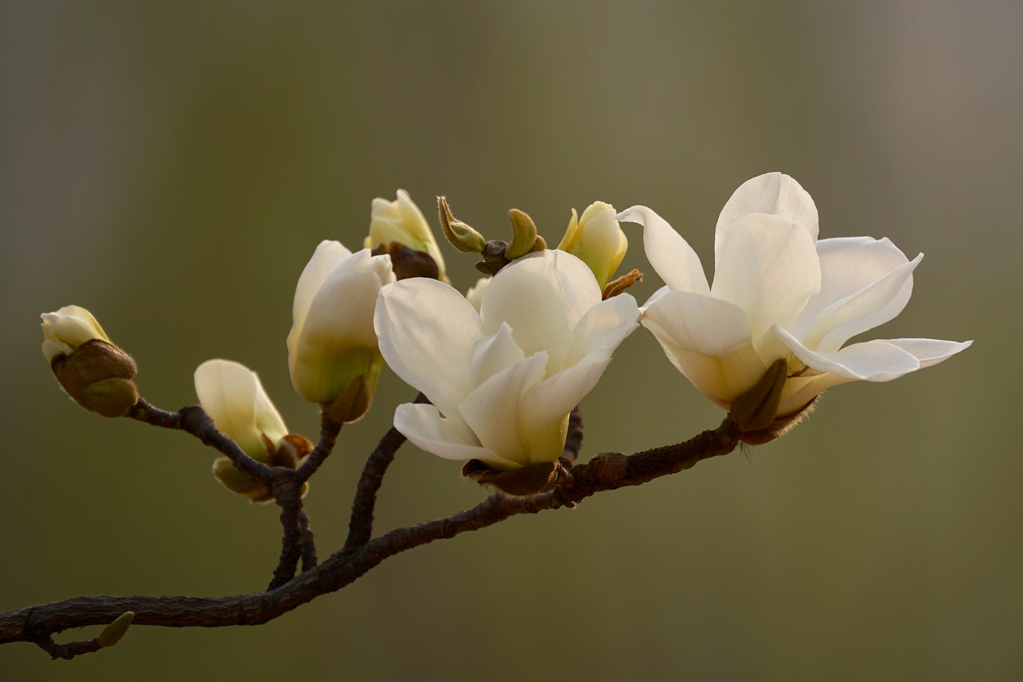 Sony FE 70-300mm F4.5-5.6 G OSS sample photo. 兰芽玉茁争妍 photography