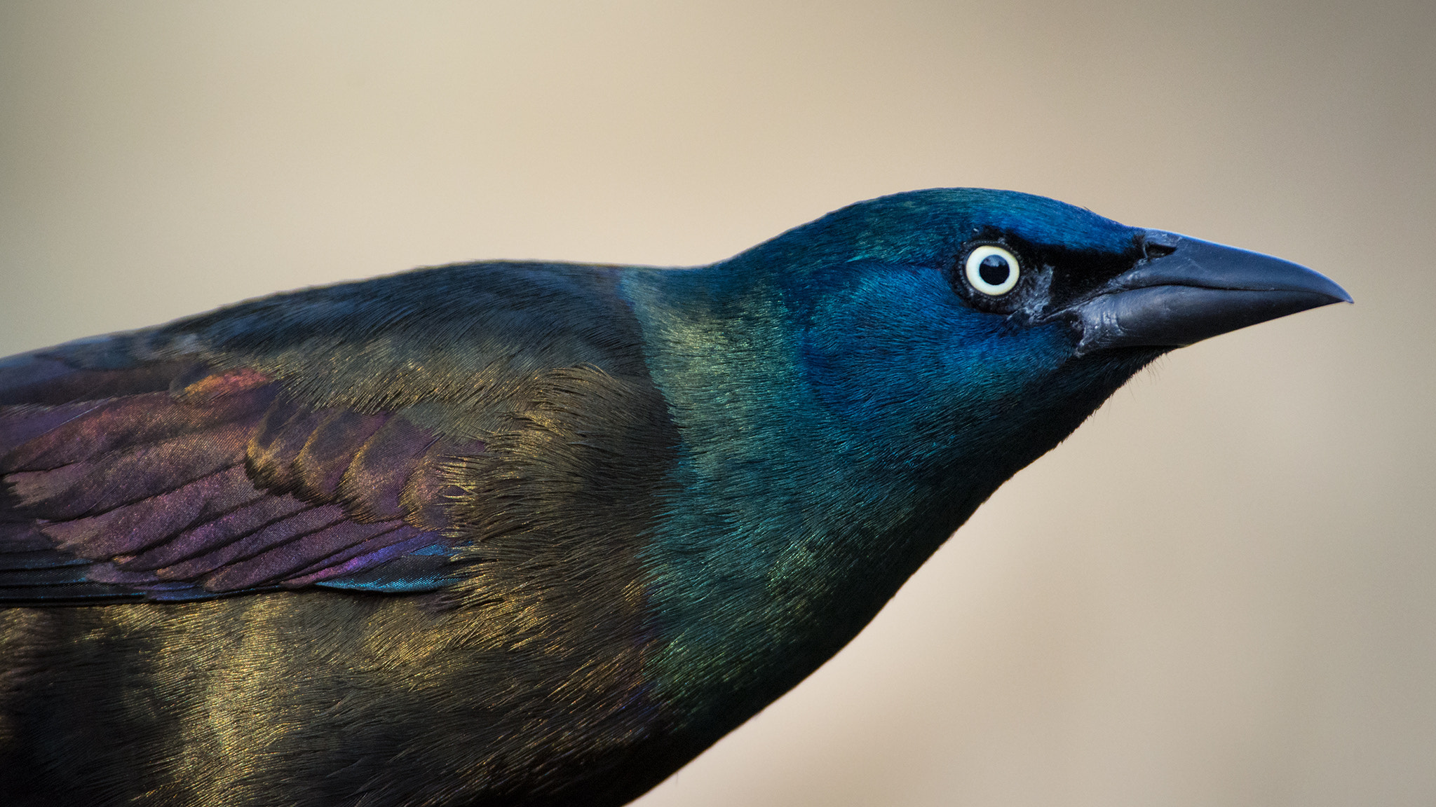 Nikon D7100 + Sigma 500mm F4.5 EX DG HSM sample photo. Common grackle photography